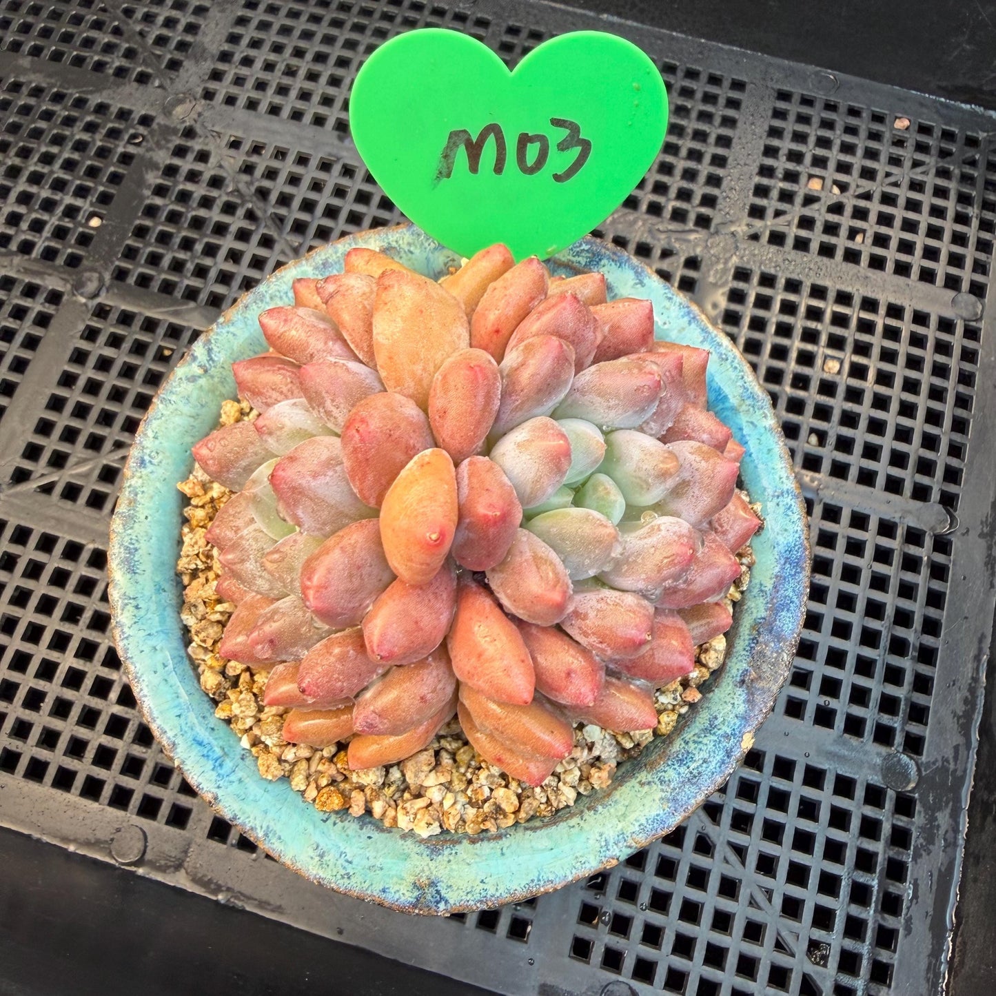 Echeveria  ‘Pinellia.’, 2heads, , M03, 3.1in