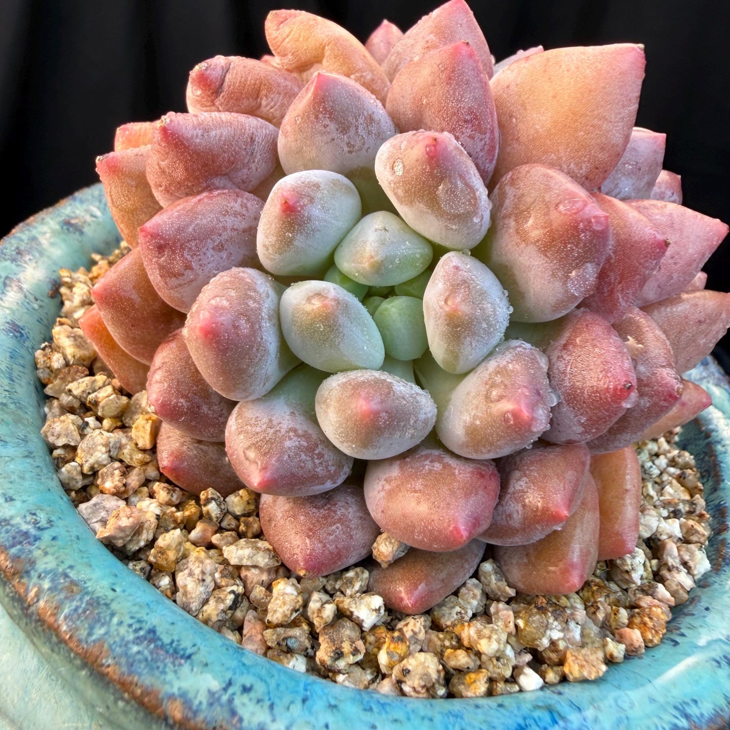 Echeveria  ‘Pinellia.’, 2heads, , M03, 3.1in