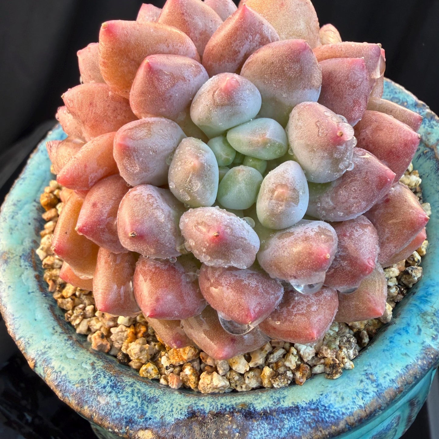 Echeveria  ‘Pinellia.’, 2heads, , M03, 3.1in