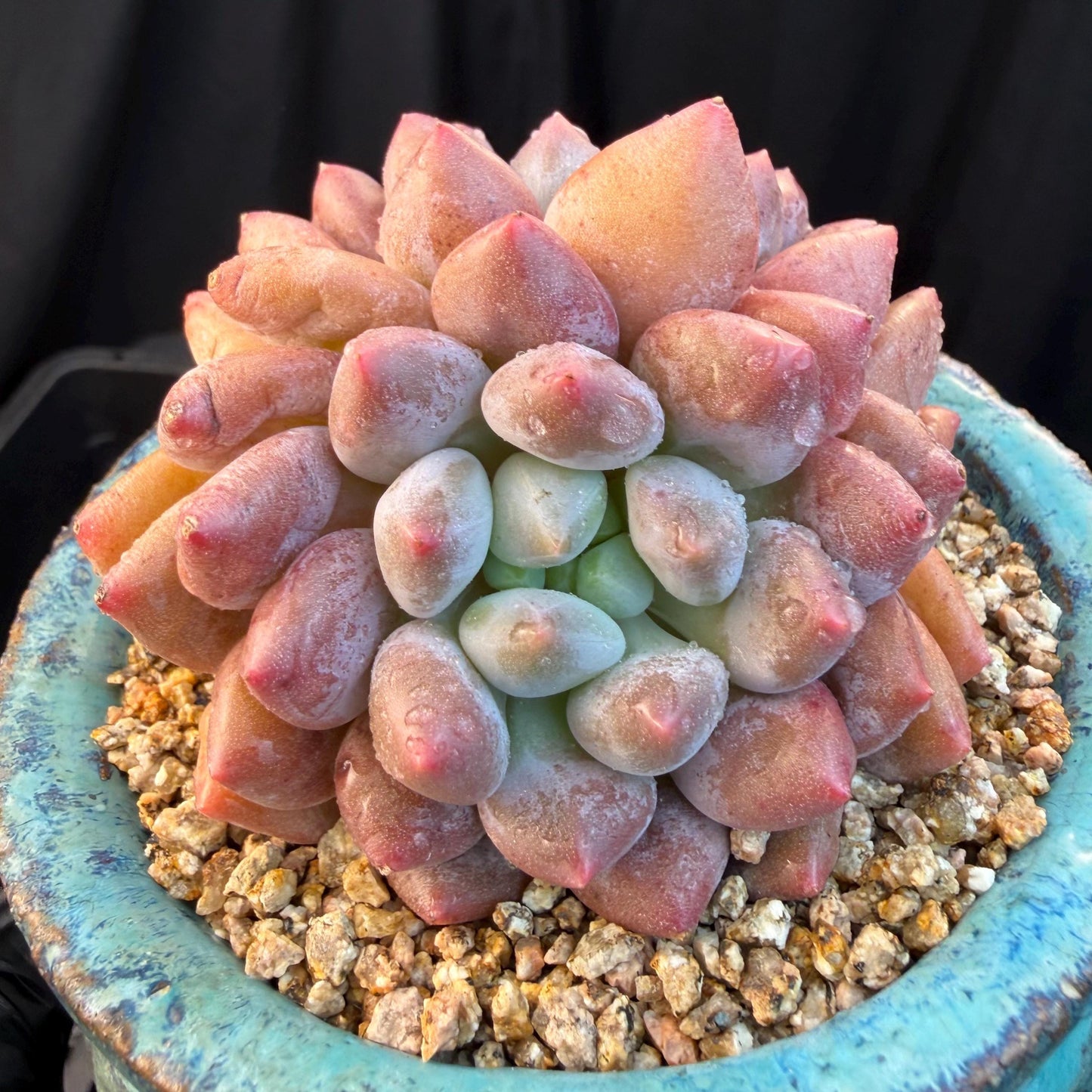 Echeveria  ‘Pinellia.’, 2heads, , M03, 3.1in