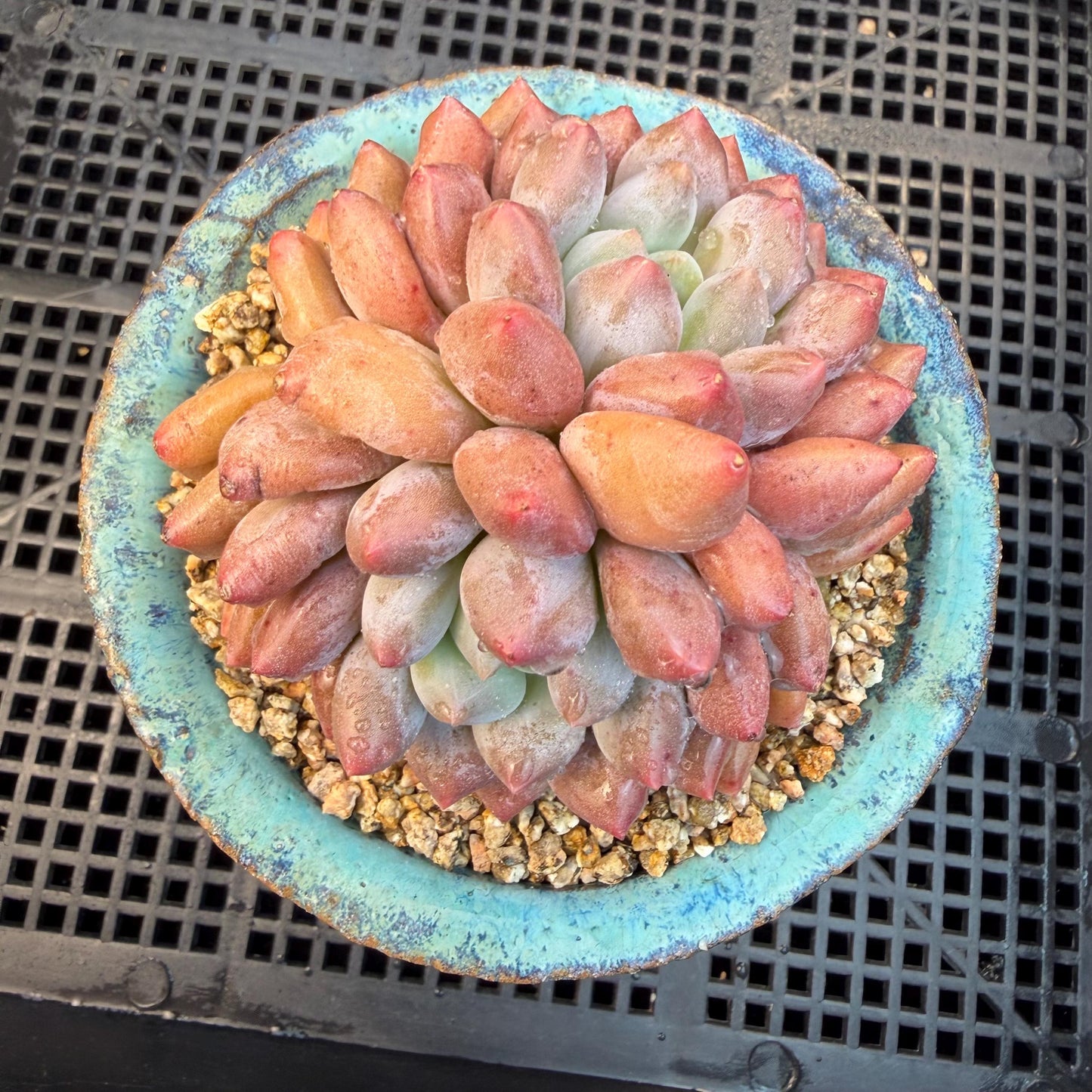 Echeveria  ‘Pinellia.’, 2heads, , M03, 3.1in