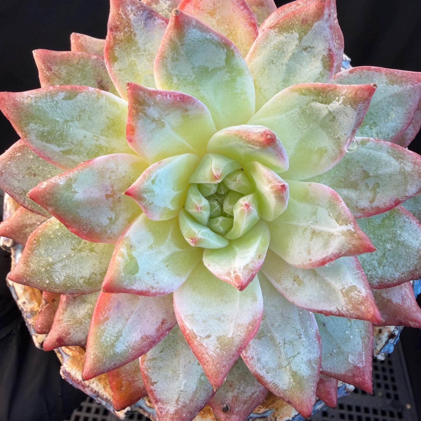 Echeveria  ‘blue bird',  3.9inches, L06