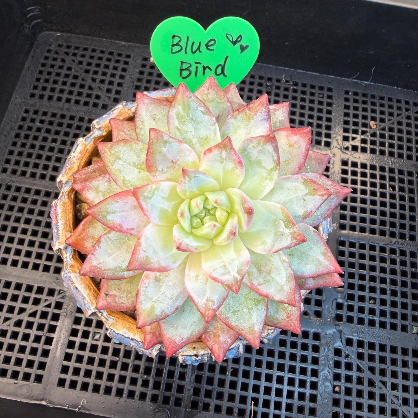 Echeveria  ‘blue bird',  3.9inches, L06