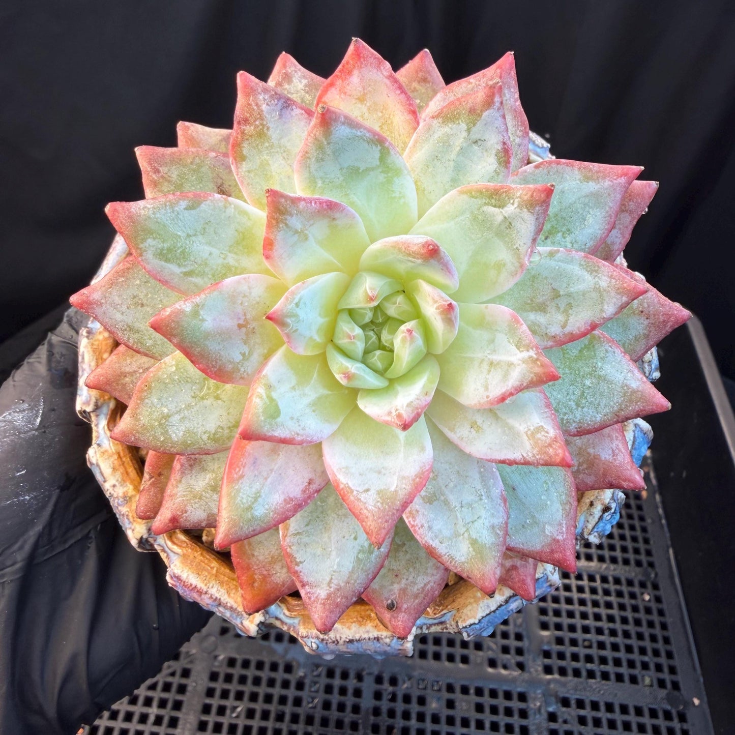 Echeveria  ‘blue bird',  3.9inches, L06