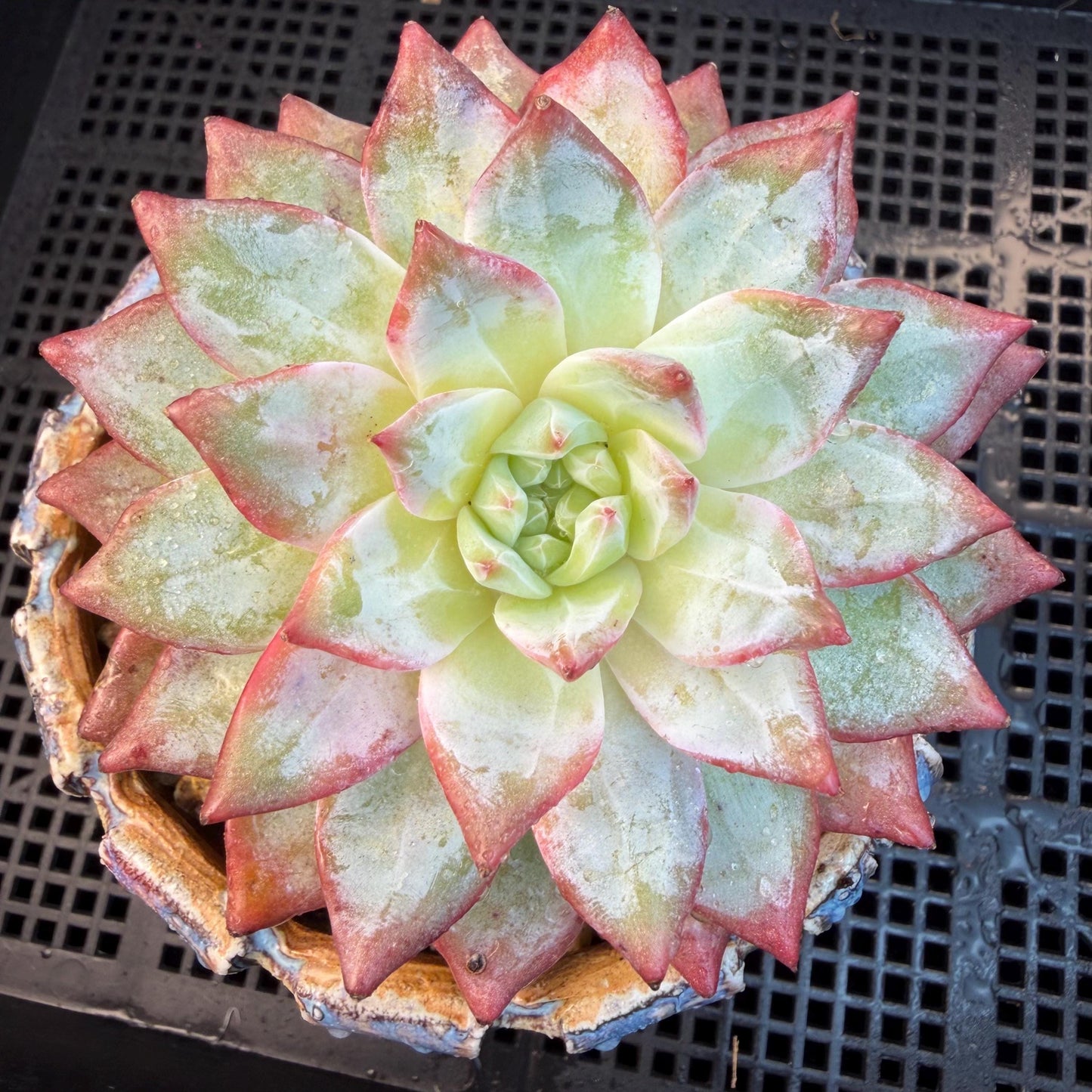 Echeveria  ‘blue bird',  3.9inches, L06