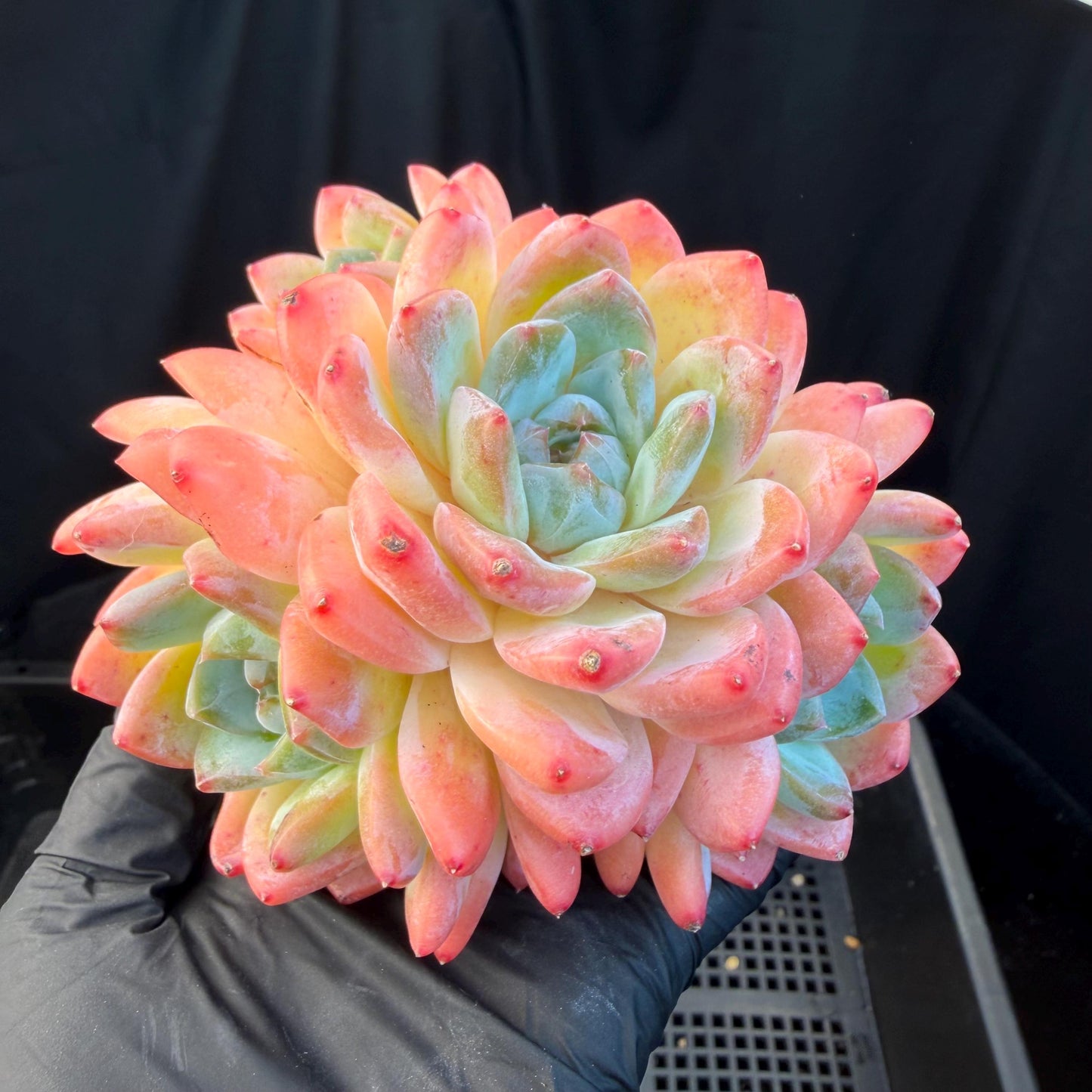 Echeveria  'Alba beauty’, 4heads, 4.1inches, P13