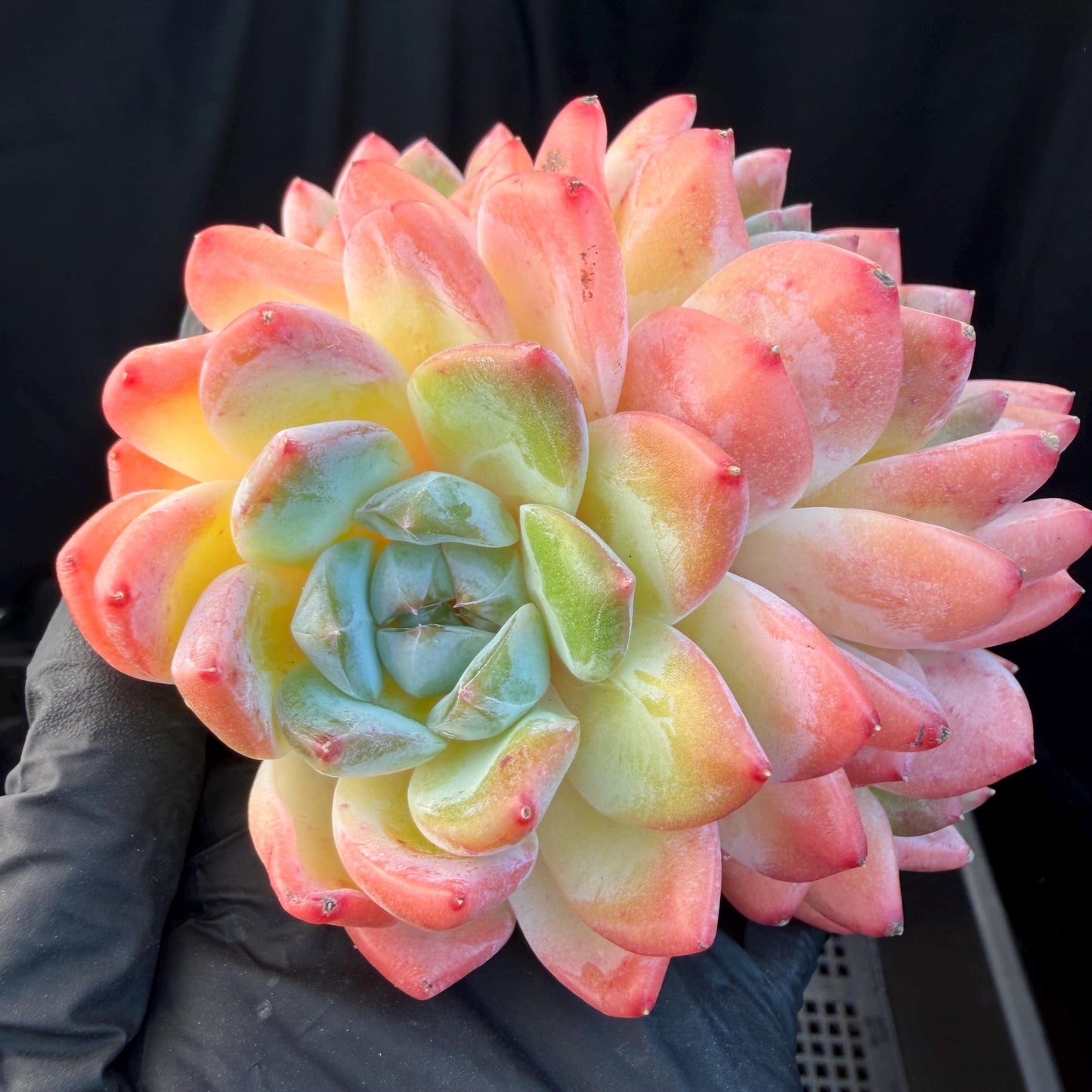 Echeveria  'Alba beauty’, 4heads, 4.1inches, P13