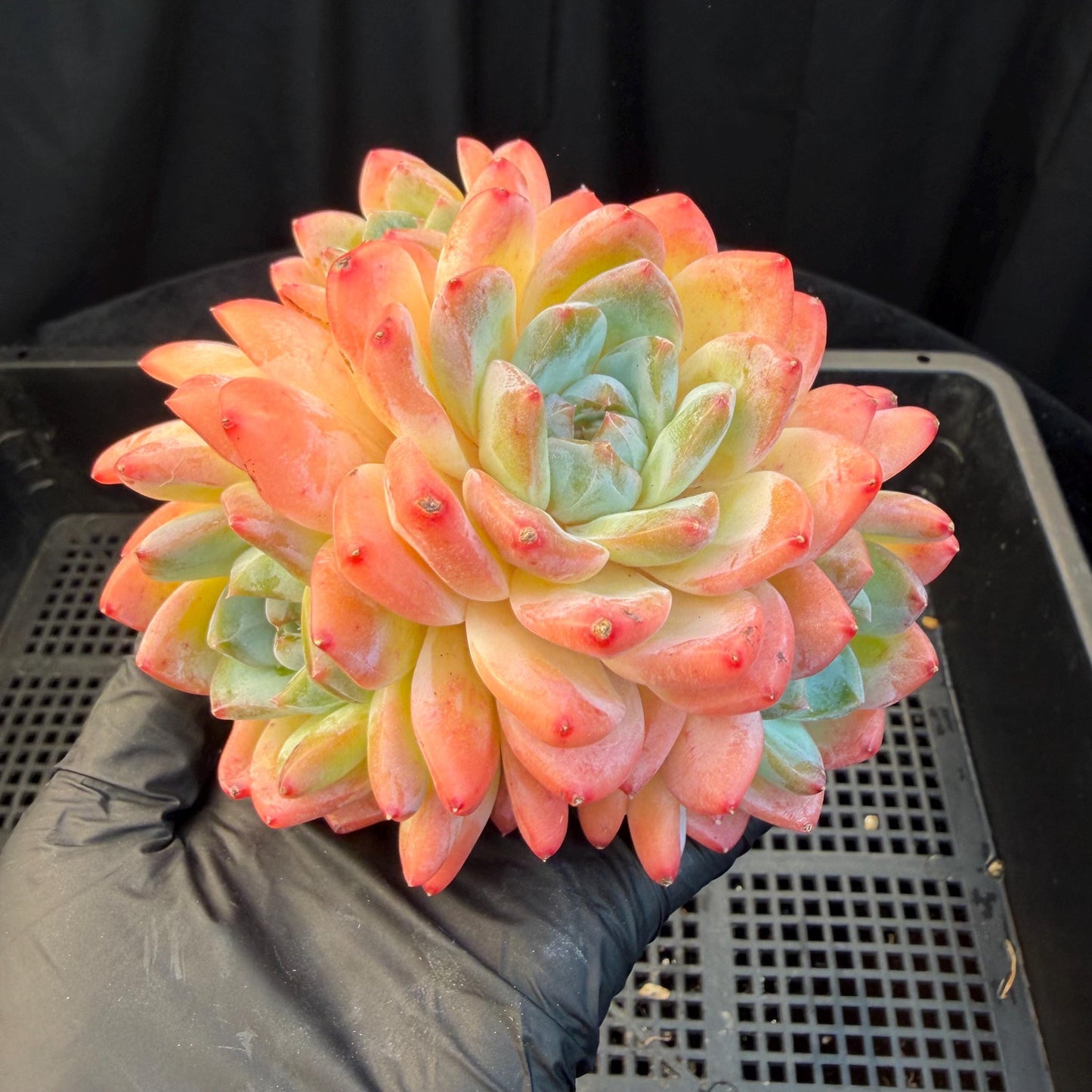 Echeveria  'Alba beauty’, 4heads, 4.1inches, P13