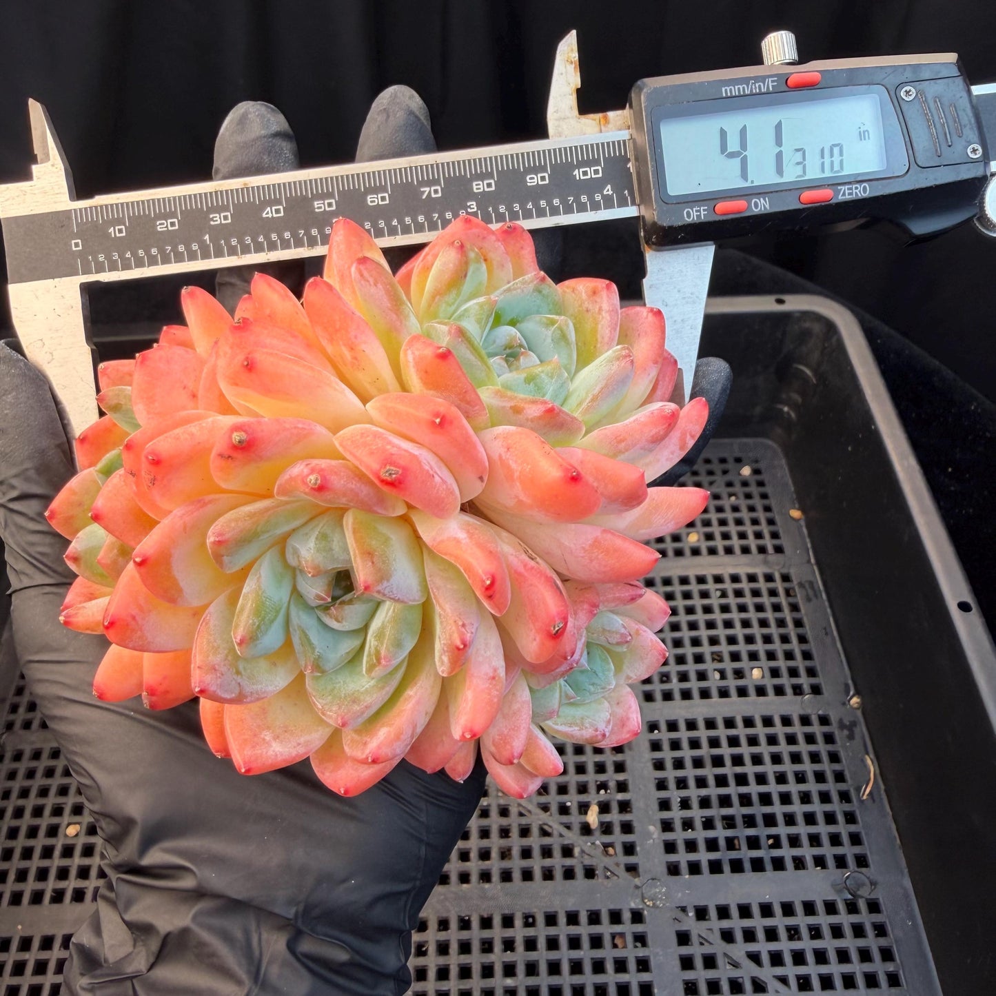 Echeveria  'Alba beauty’, 4heads, 4.1inches, P13