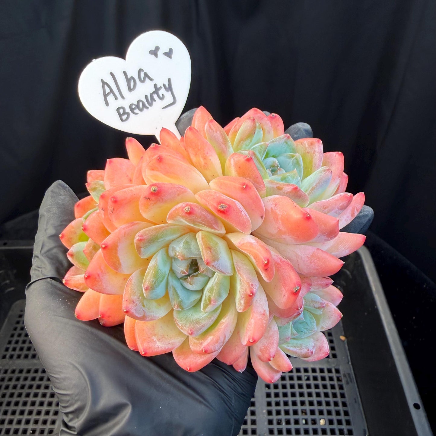 Echeveria  'Alba beauty’, 4heads, 4.1inches, P13