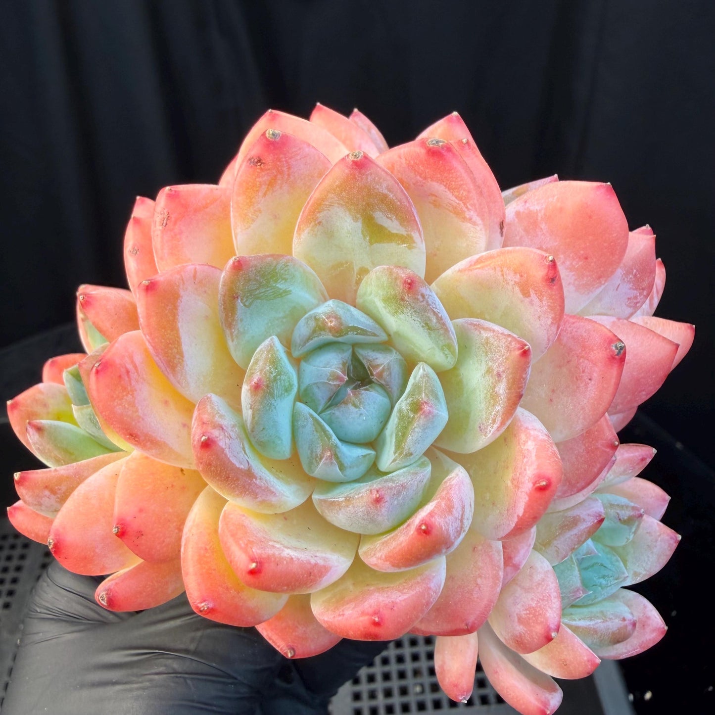 Echeveria  'Alba beauty’, 4heads, 4.1inches, P13