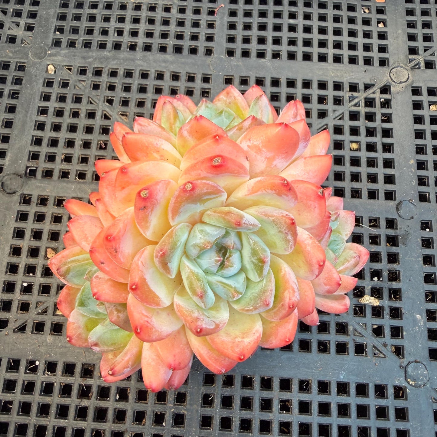 Echeveria  'Alba beauty’, 4heads, 4.1inches, P13