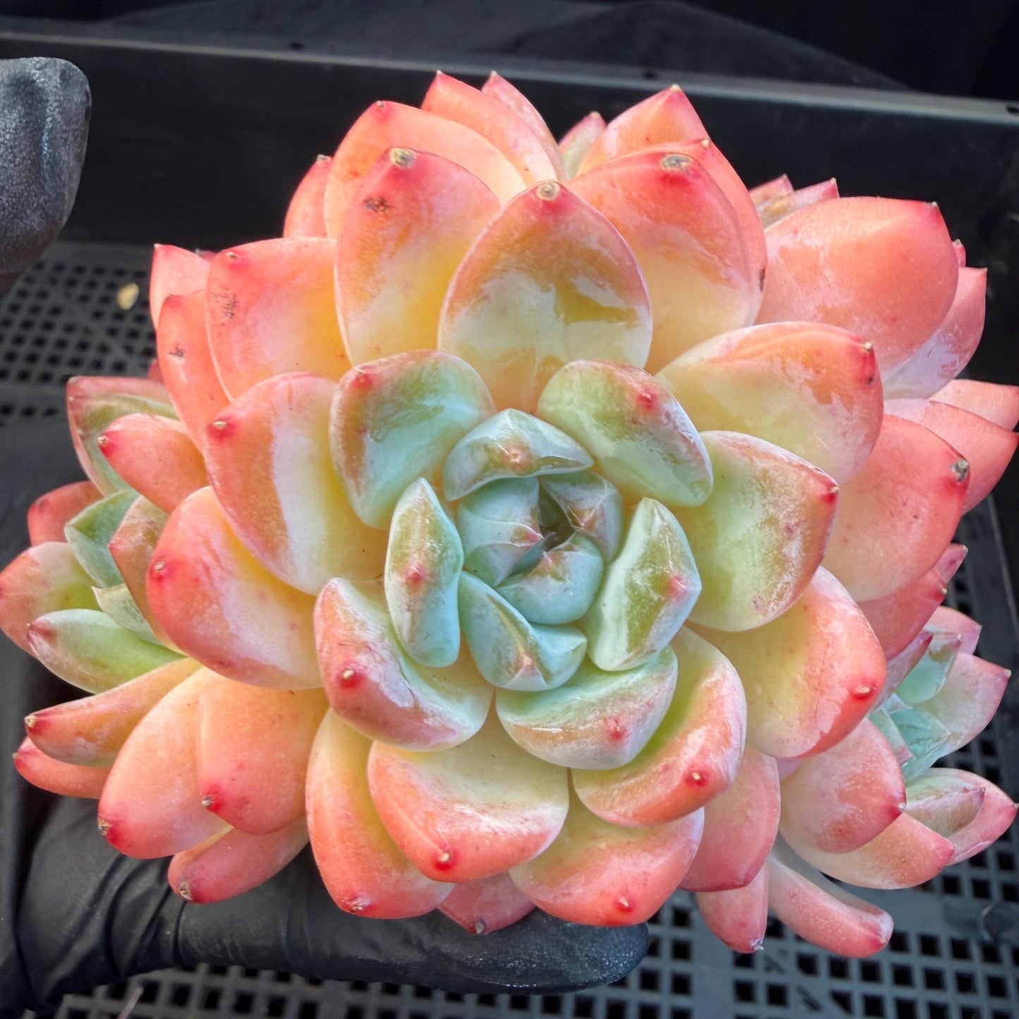 Echeveria  'Alba beauty’, 4heads, 4.1inches, P13
