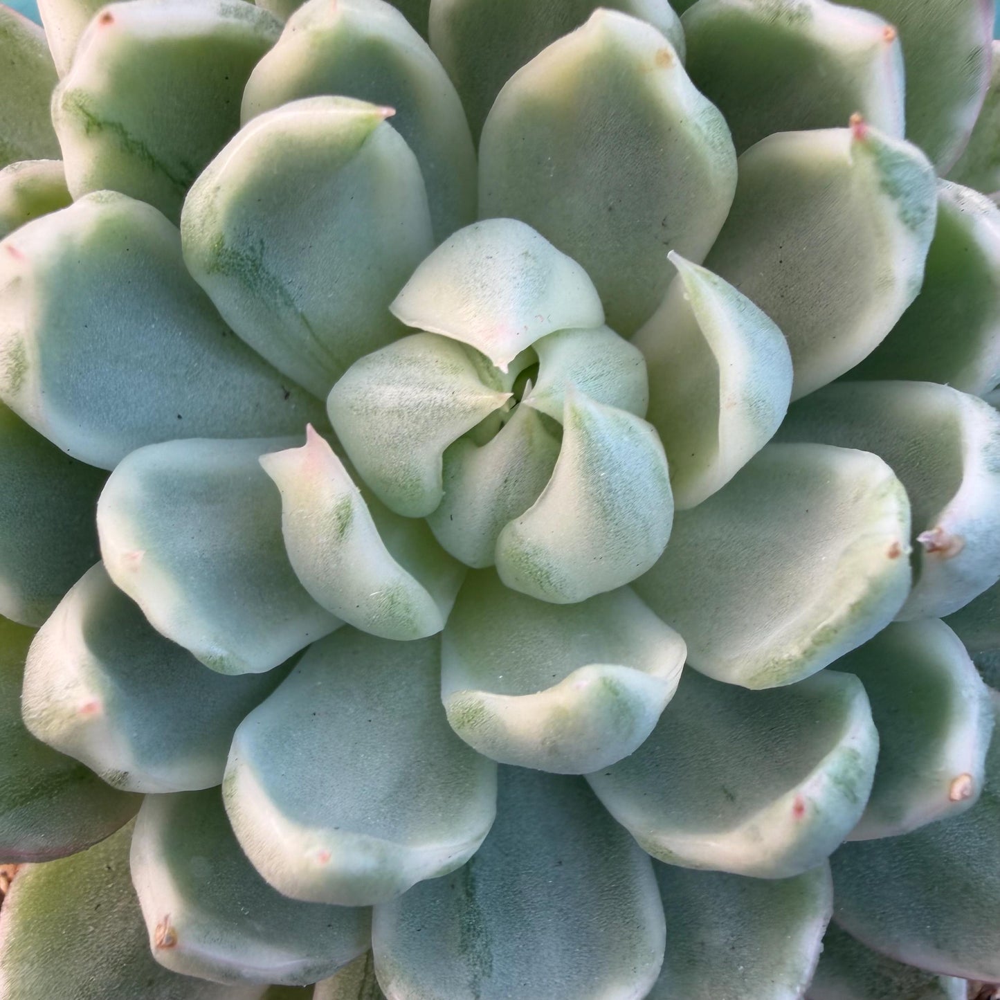 Echeveria  ‘Queen Maria variegated',  3.2inches, L05