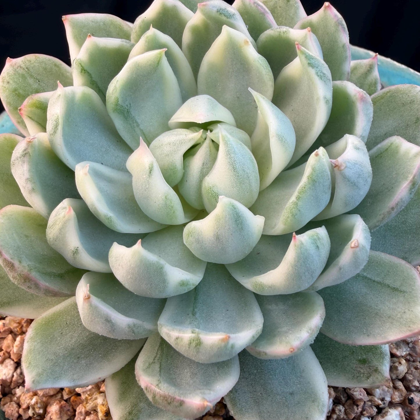Echeveria  ‘Queen Maria variegated',  3.2inches, L05
