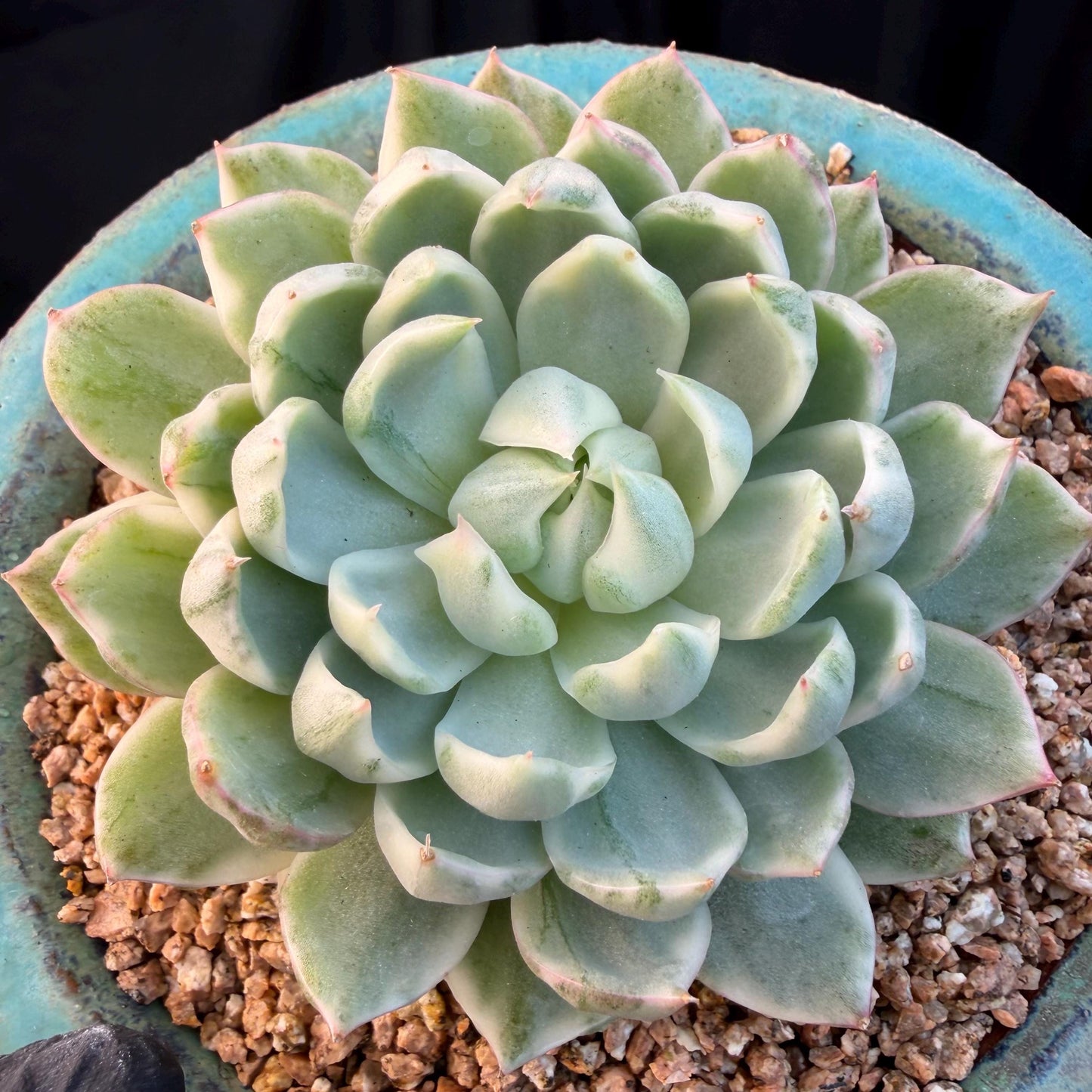 Echeveria  ‘Queen Maria variegated',  3.2inches, L05