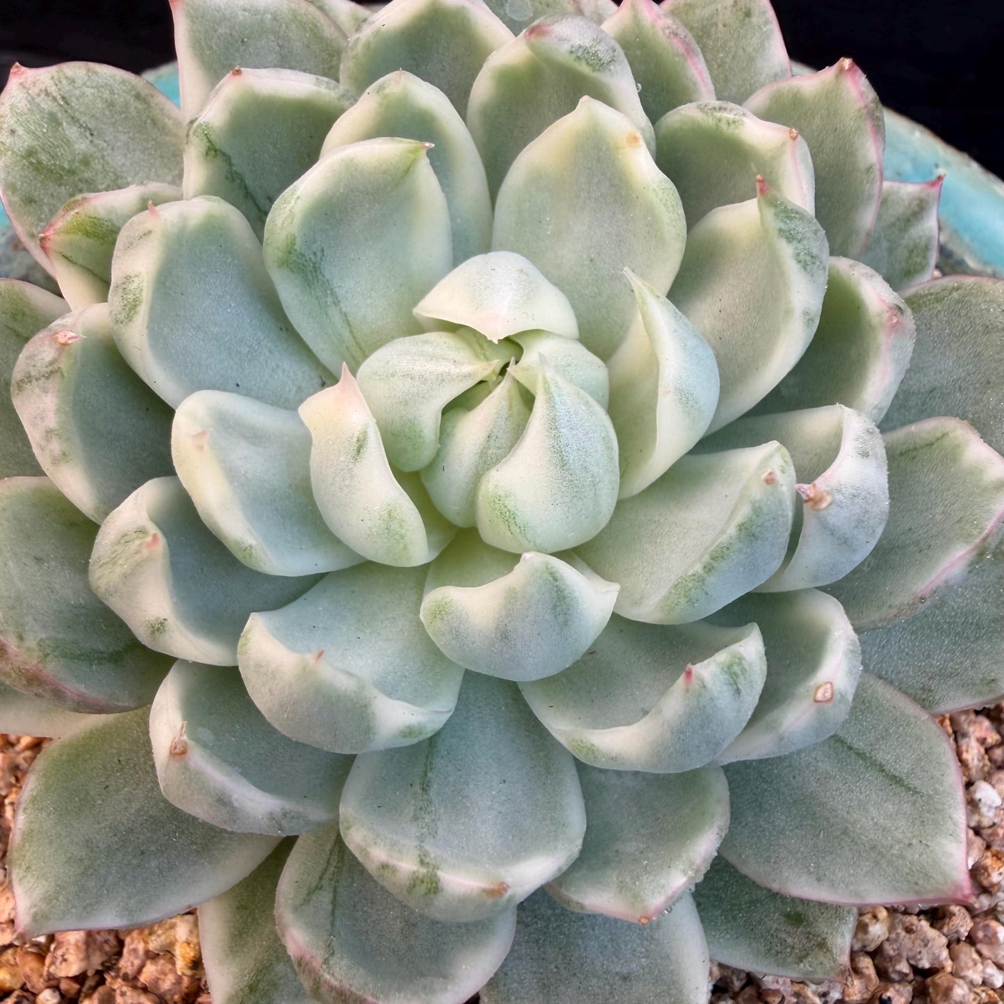 Echeveria  ‘Queen Maria variegated',  3.2inches, L05