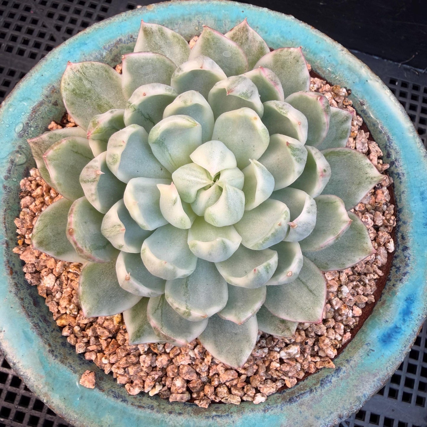 Echeveria  ‘Queen Maria variegated',  3.2inches, L05