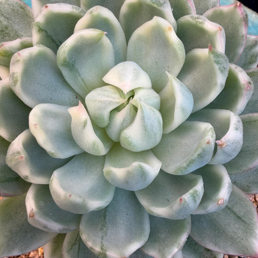 Echeveria  ‘Queen Maria variegated',  3.2inches, L05