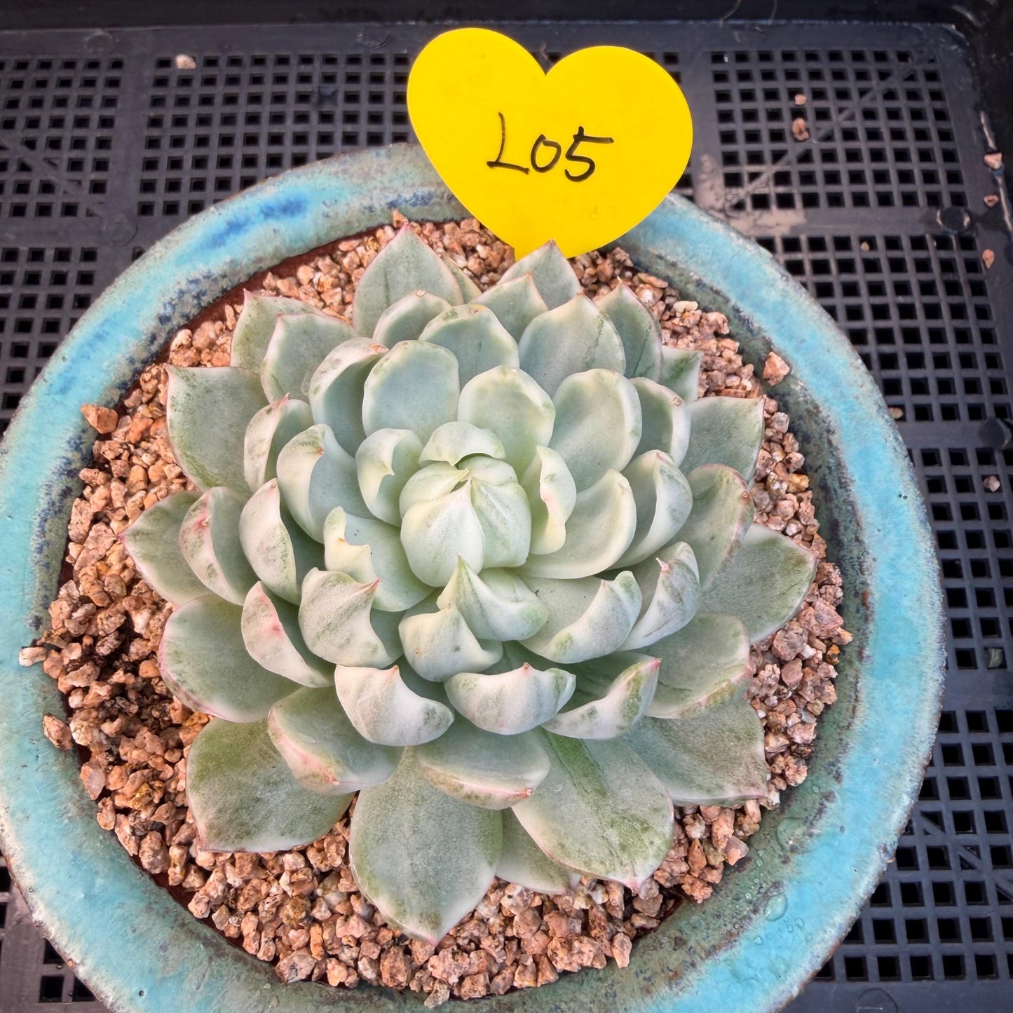 Echeveria  ‘Queen Maria variegated',  3.2inches, L05