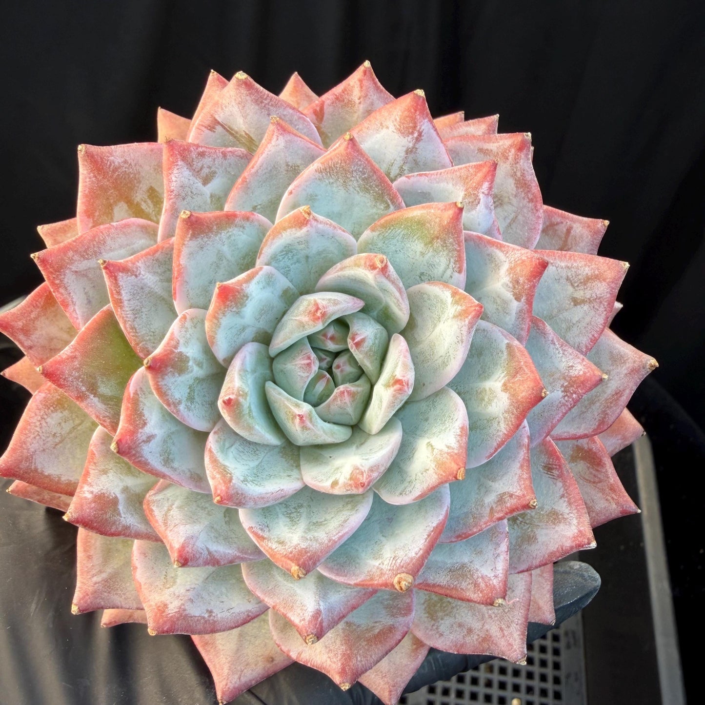 b90ff5dd-974f-45d6-b413-a072636396f9