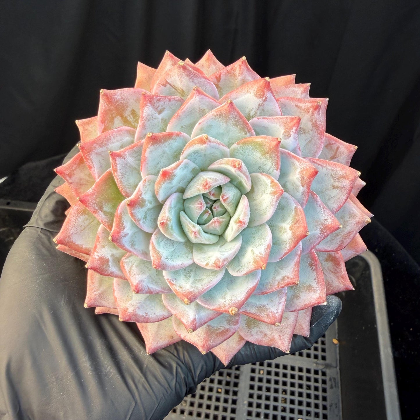 e6e890b4-7575-49de-8e83-fdb563901fbd