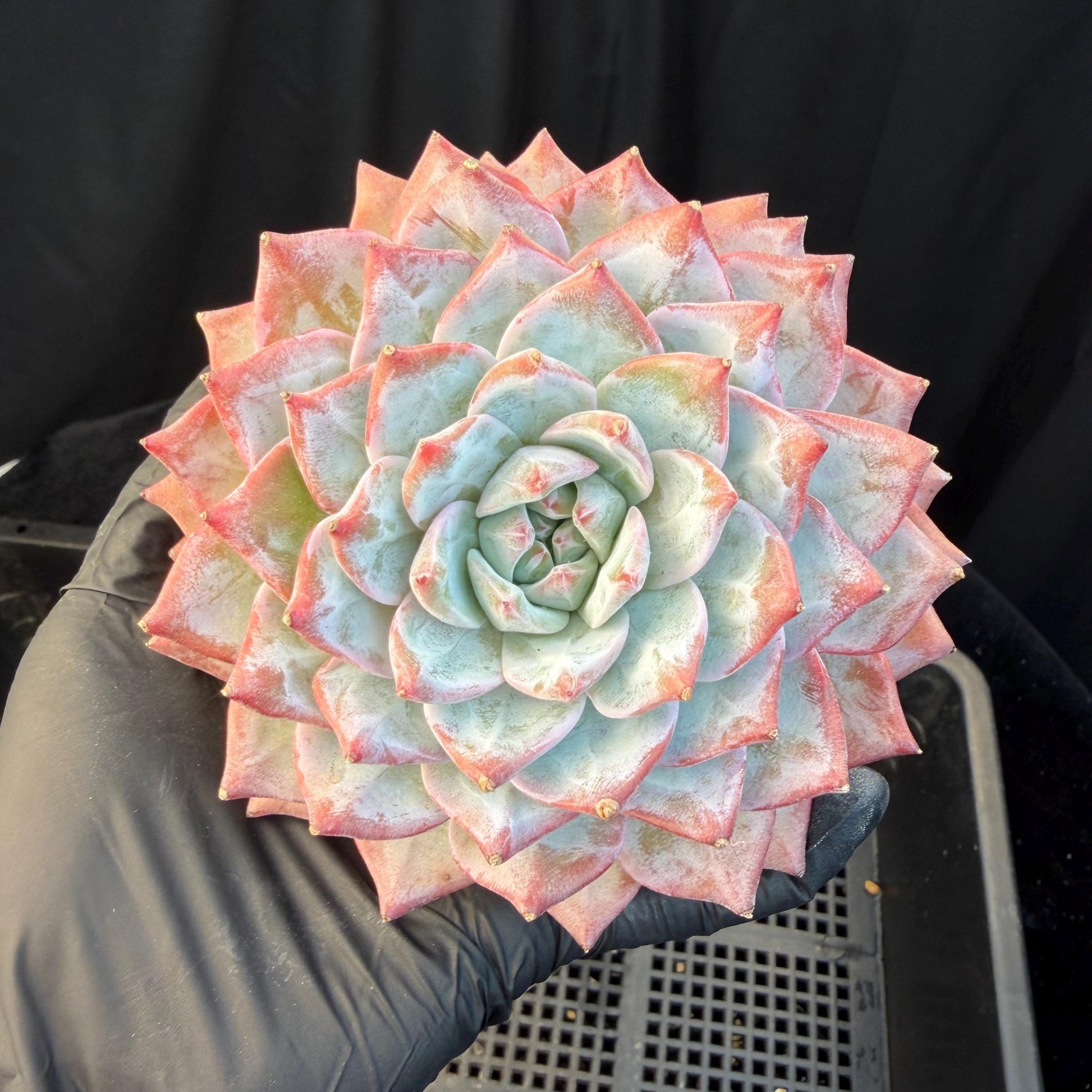 e6e890b4-7575-49de-8e83-fdb563901fbd