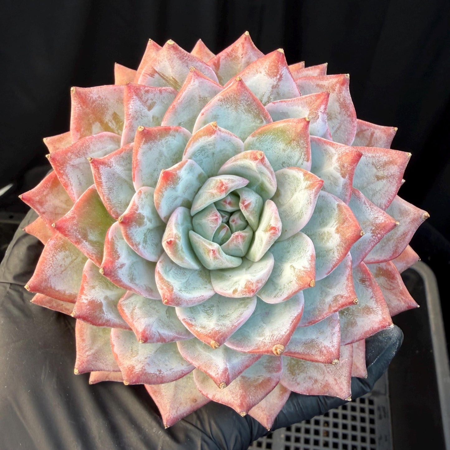 e22ca17c-e870-4b96-ac33-d114fcb0e351