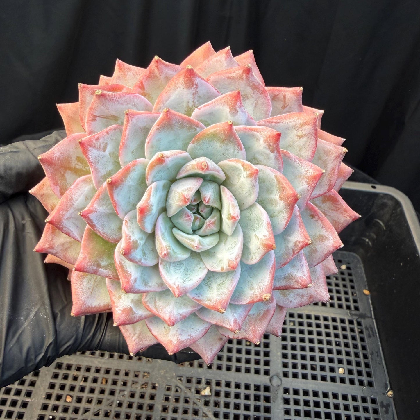 f006aa36-7db9-4053-8507-bf96bab3bbaf