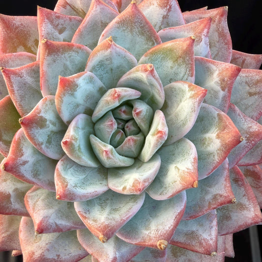 1a5fc0c8-e3fc-4e2a-ac23-1d726580dff2