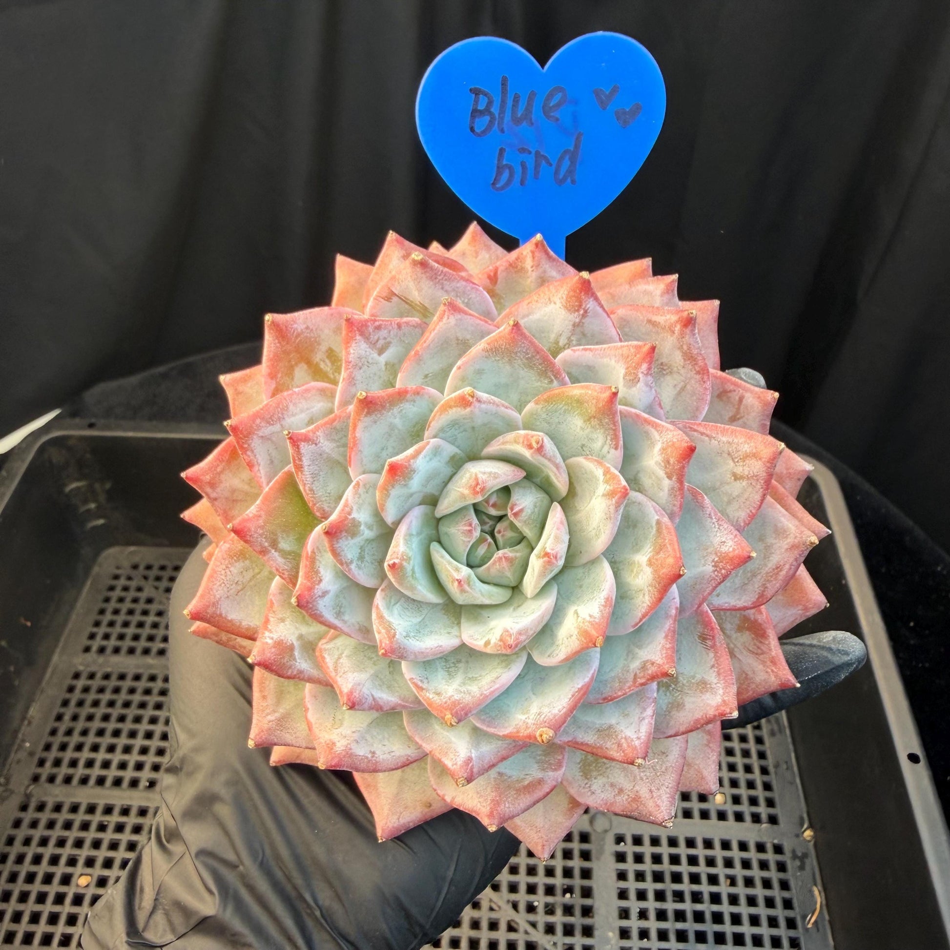 28959a04-56c6-44a1-8b24-5f302f2f85b8