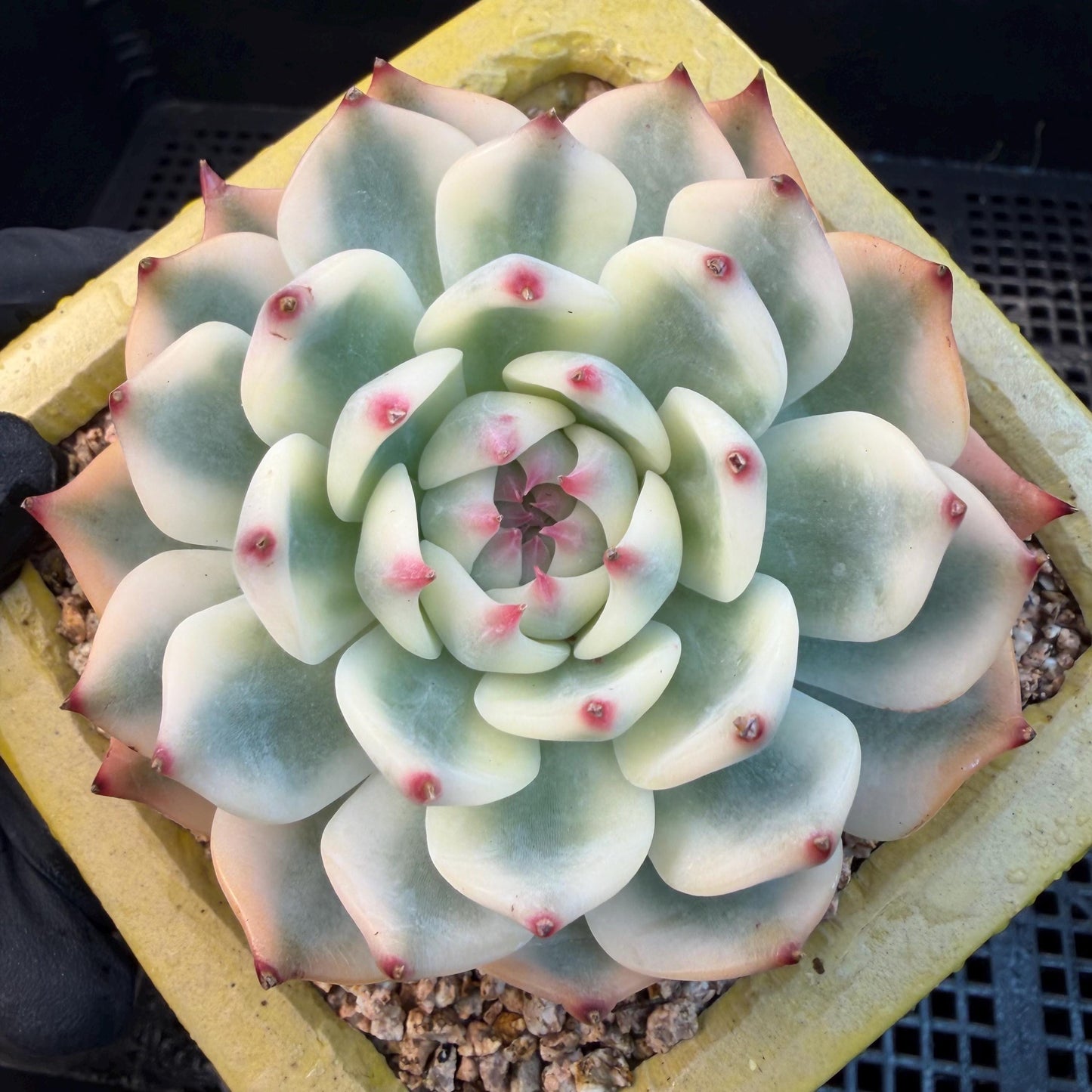 Echeveria  ‘Chihuahuaenis variegated', 2.7inches ,A025