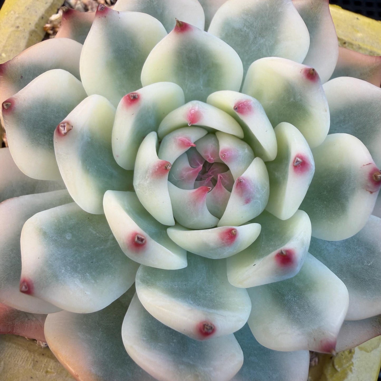 Echeveria  ‘Chihuahuaenis variegated', 2.7inches ,A025