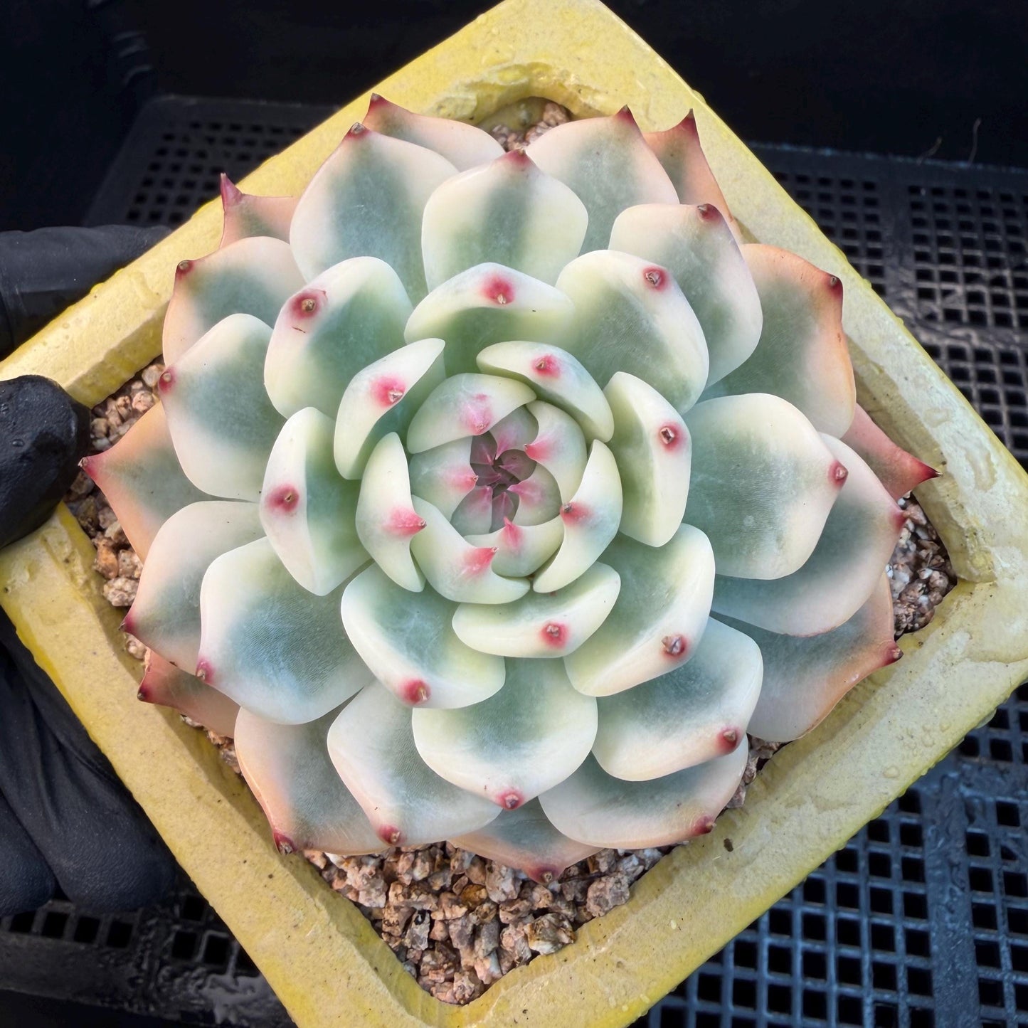 Echeveria  ‘Chihuahuaenis variegated', 2.7inches ,A025