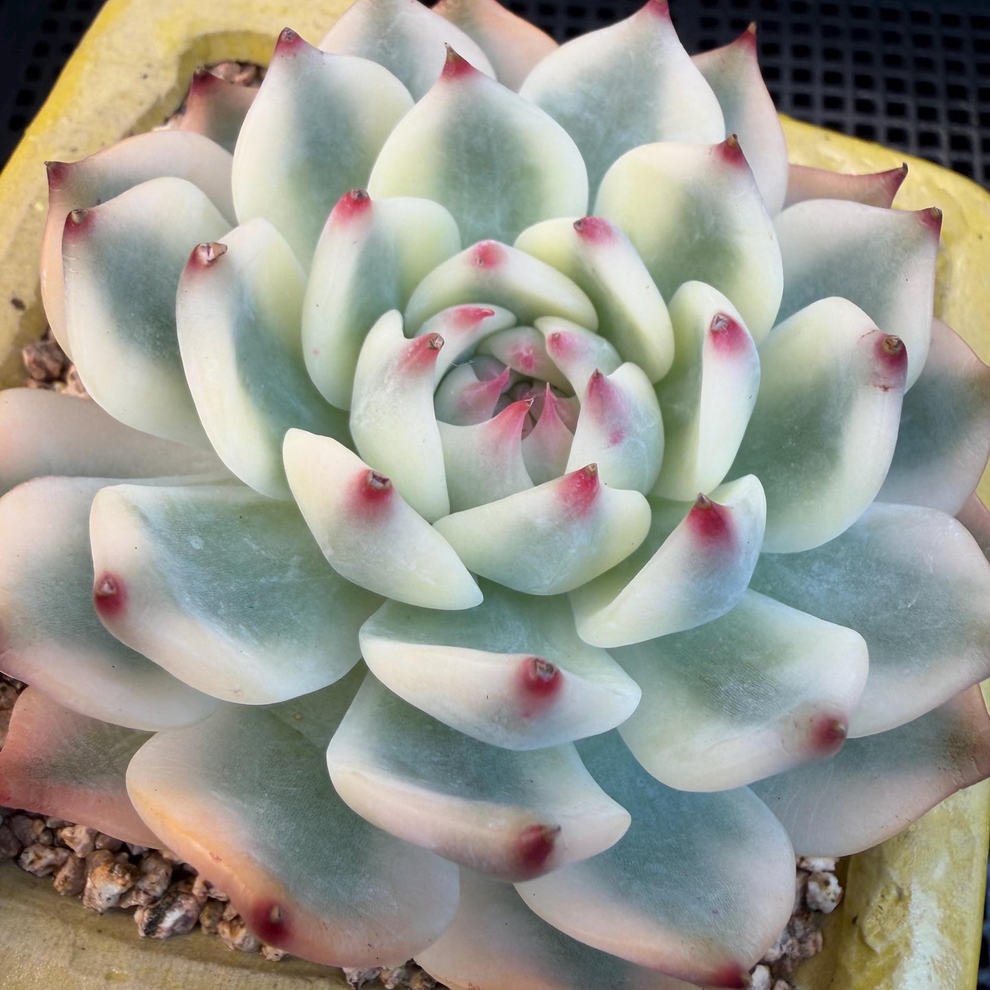 Echeveria  ‘Chihuahuaenis variegated', 2.7inches ,A025
