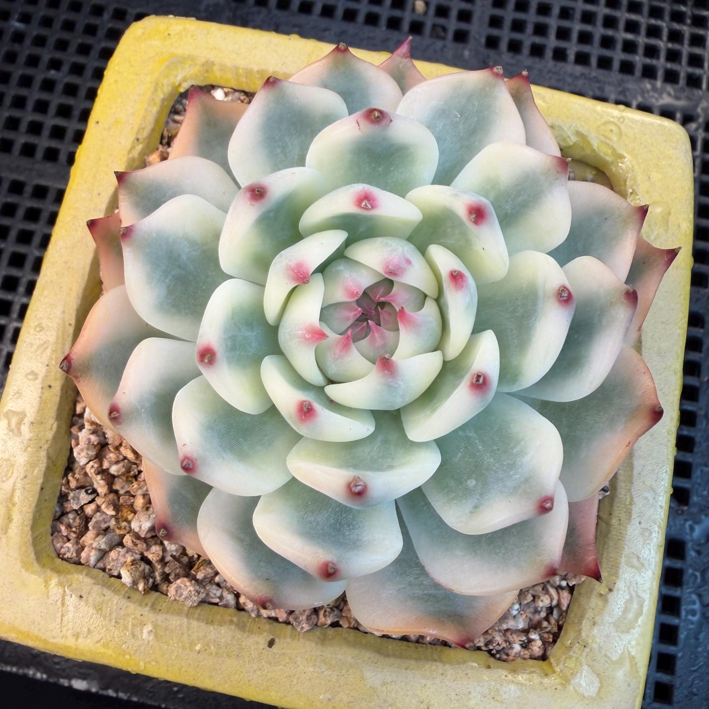 Echeveria  ‘Chihuahuaenis variegated', 2.7inches ,A025