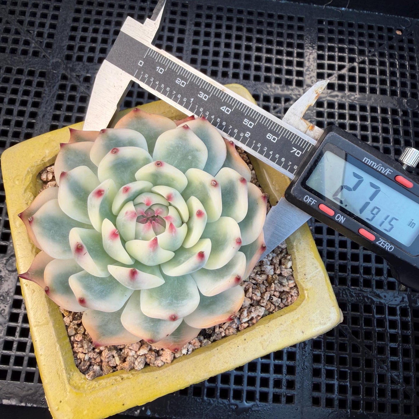 Echeveria  ‘Chihuahuaenis variegated', 2.7inches ,A025