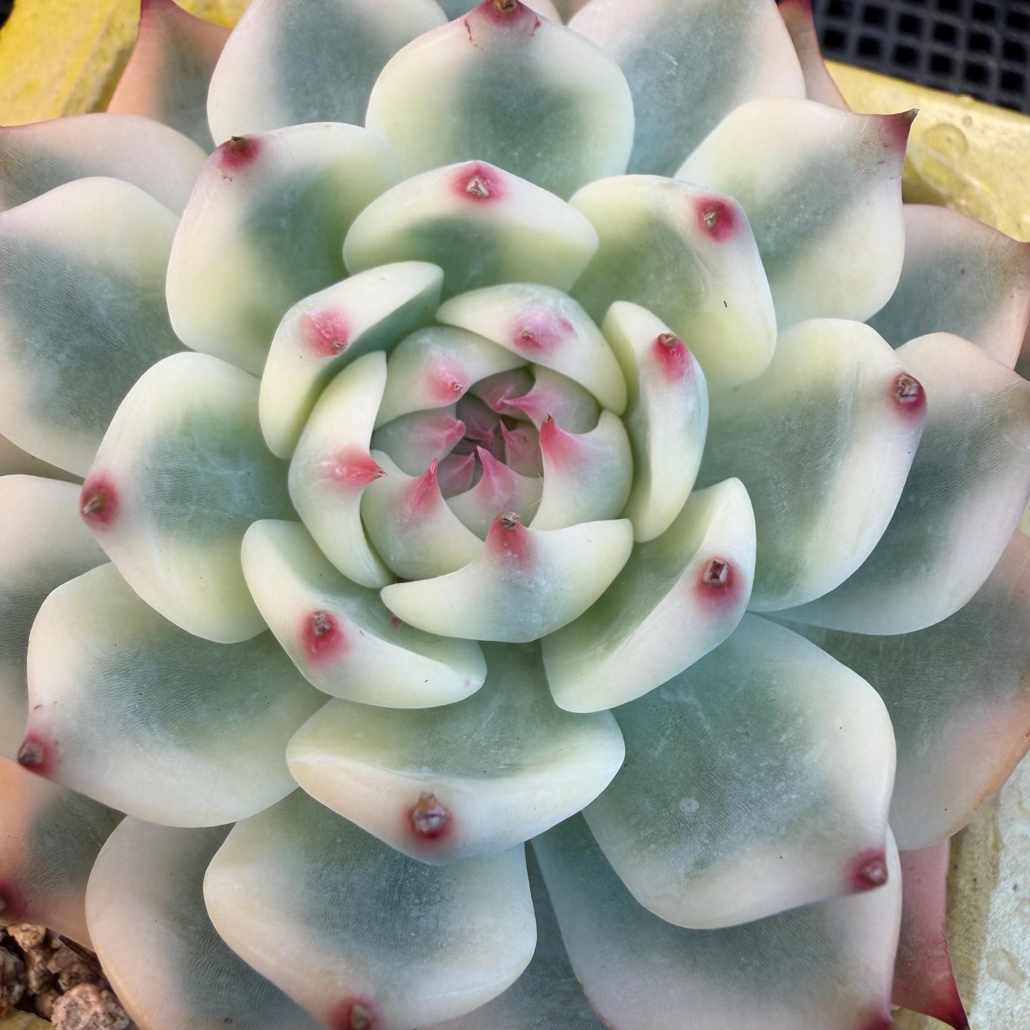 Echeveria  ‘Chihuahuaenis variegated', 2.7inches ,A025
