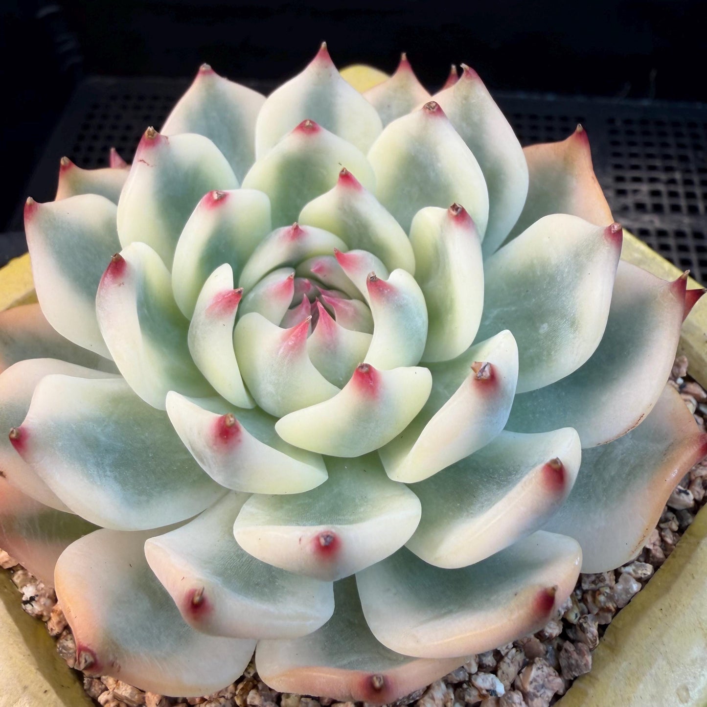 Echeveria  ‘Chihuahuaenis variegated', 2.7inches ,A025