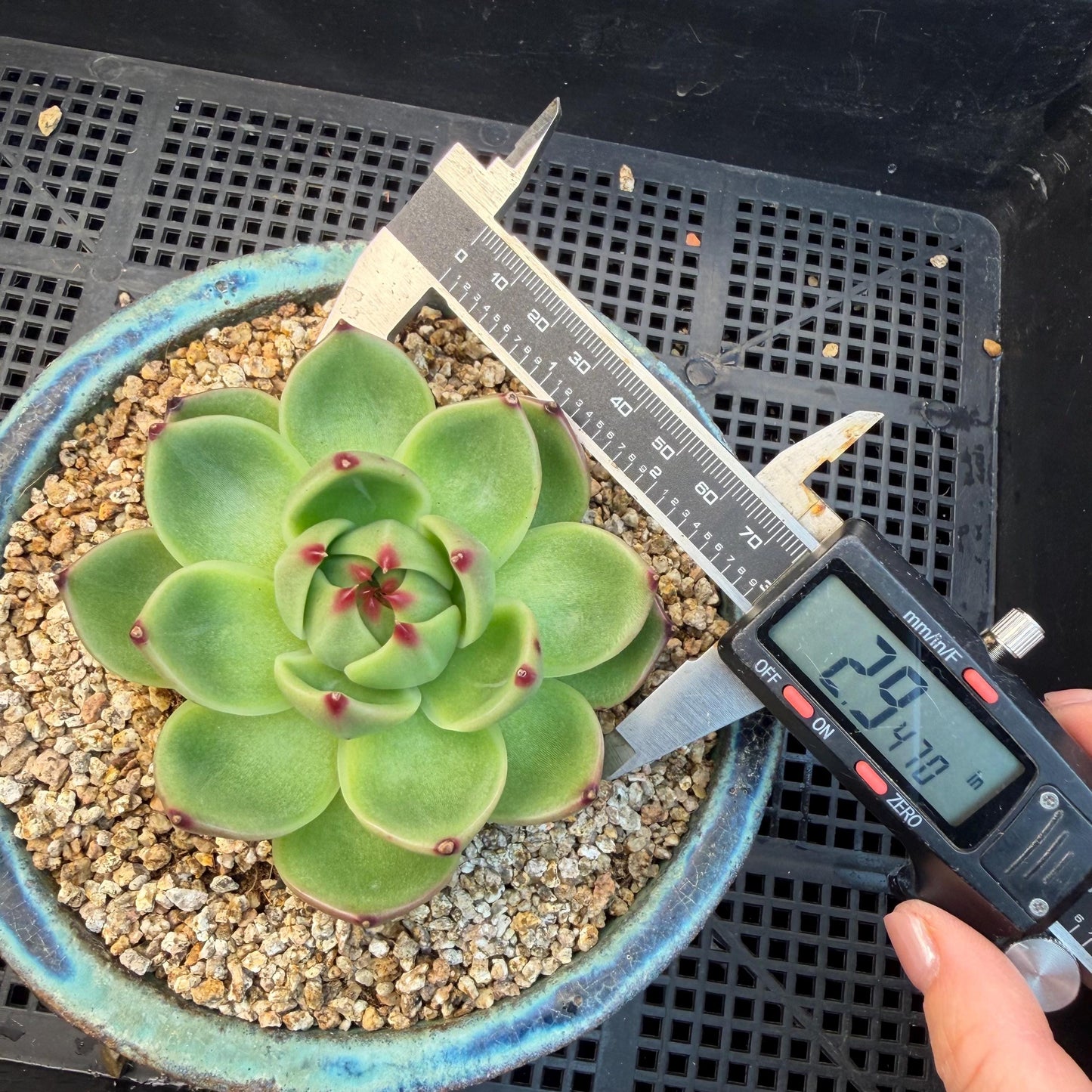 Echeveria  ‘Blue dragon’ , singlehead, 2.9inches,  P08