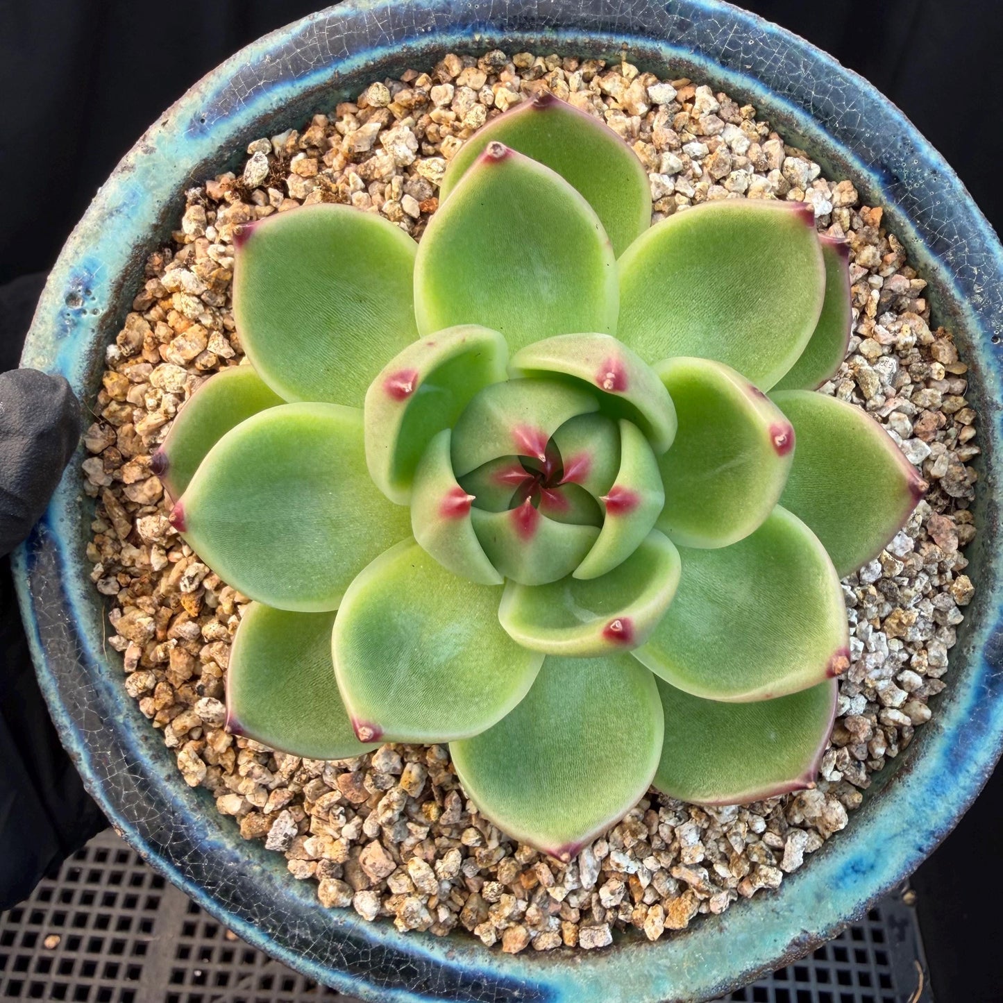 Echeveria  ‘Blue dragon’ , singlehead, 2.9inches,  P08