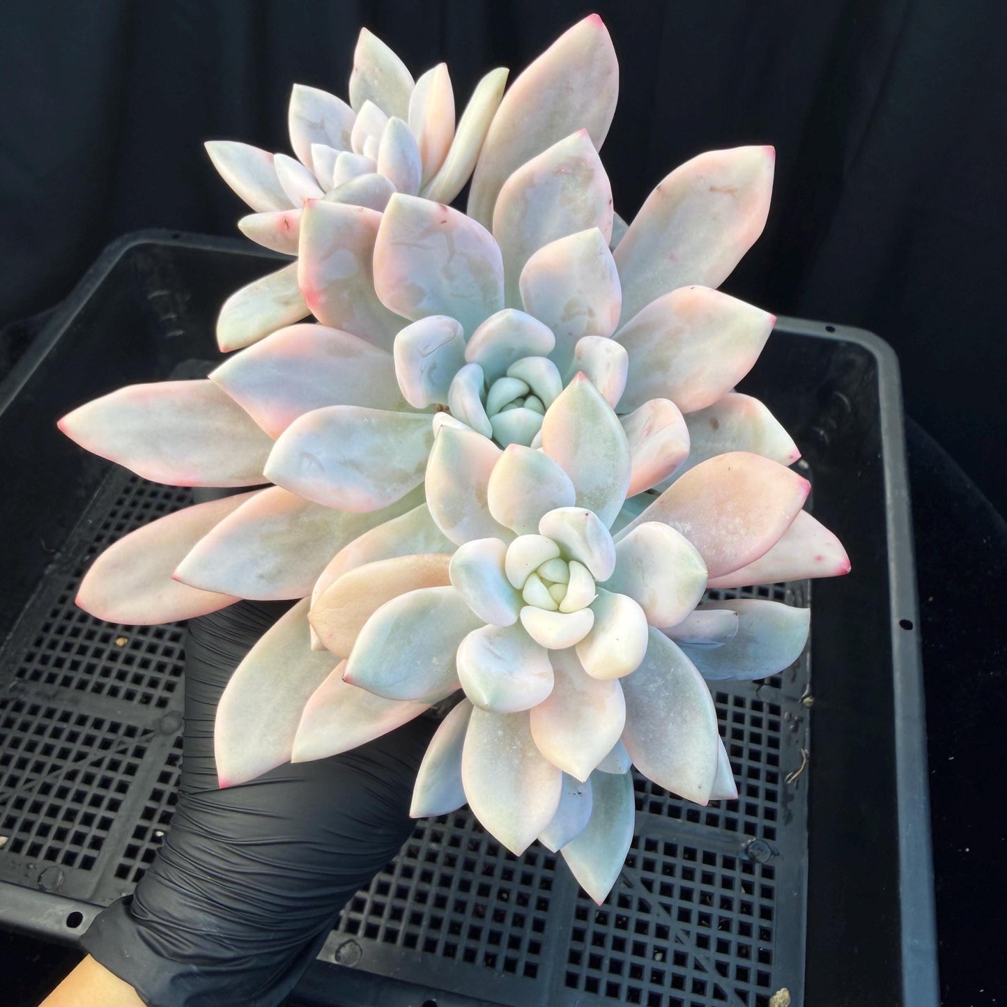 Echeveria  ‘opalina variegated’ cluster, 4heads, length 6inches,  P11