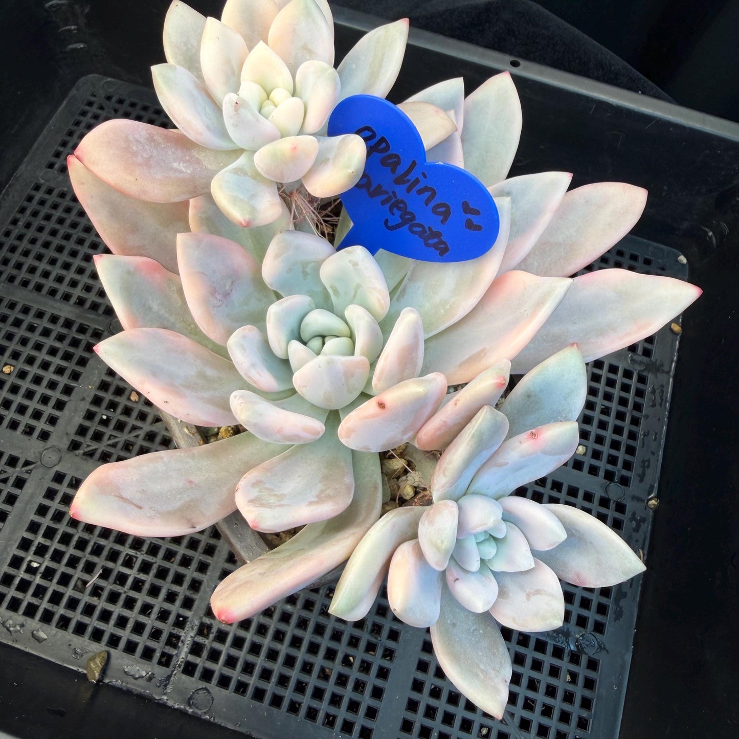 Echeveria  ‘opalina variegated’ cluster, 4heads, length 6inches,  P11