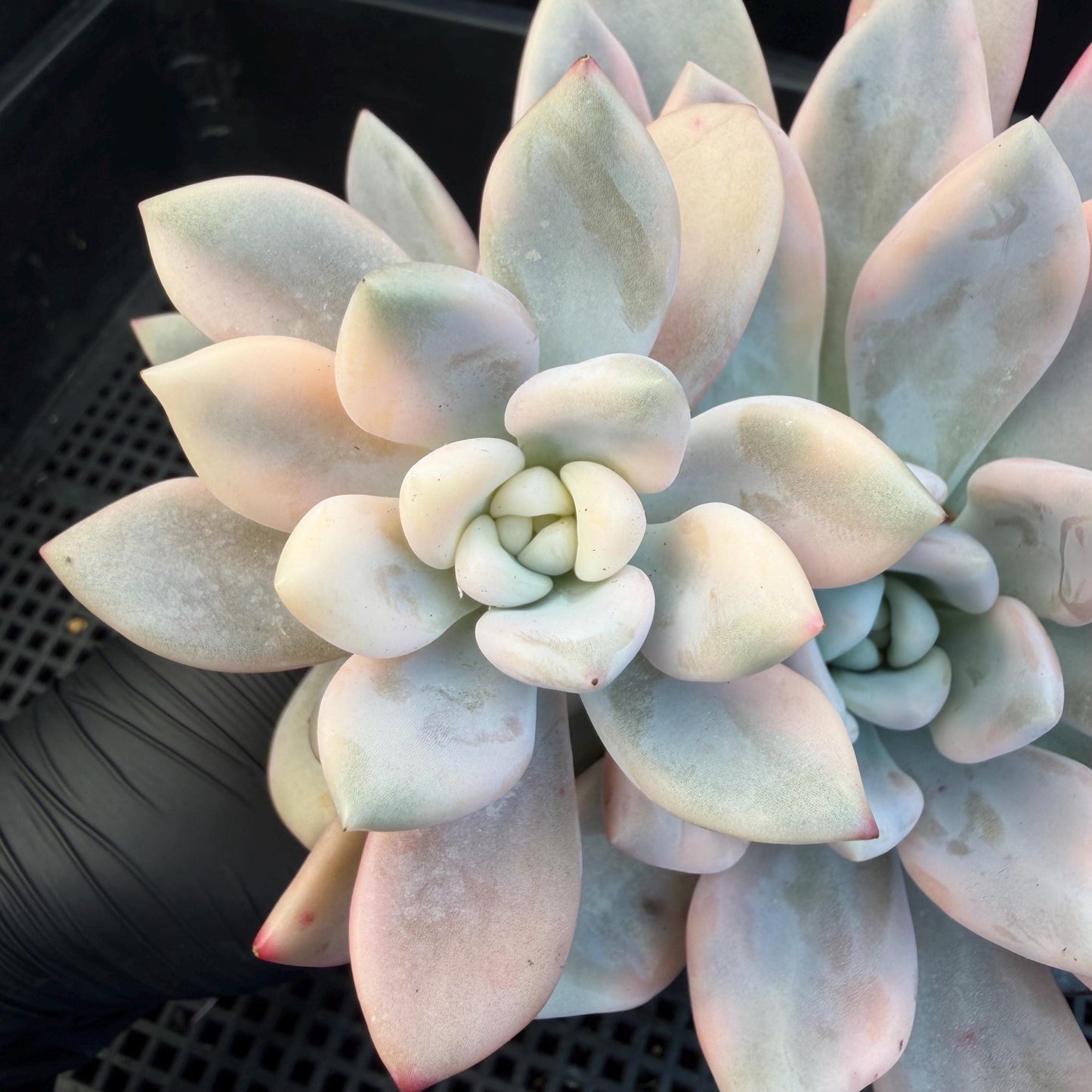 Echeveria  ‘opalina variegated’ cluster, 4heads, length 6inches,  P11