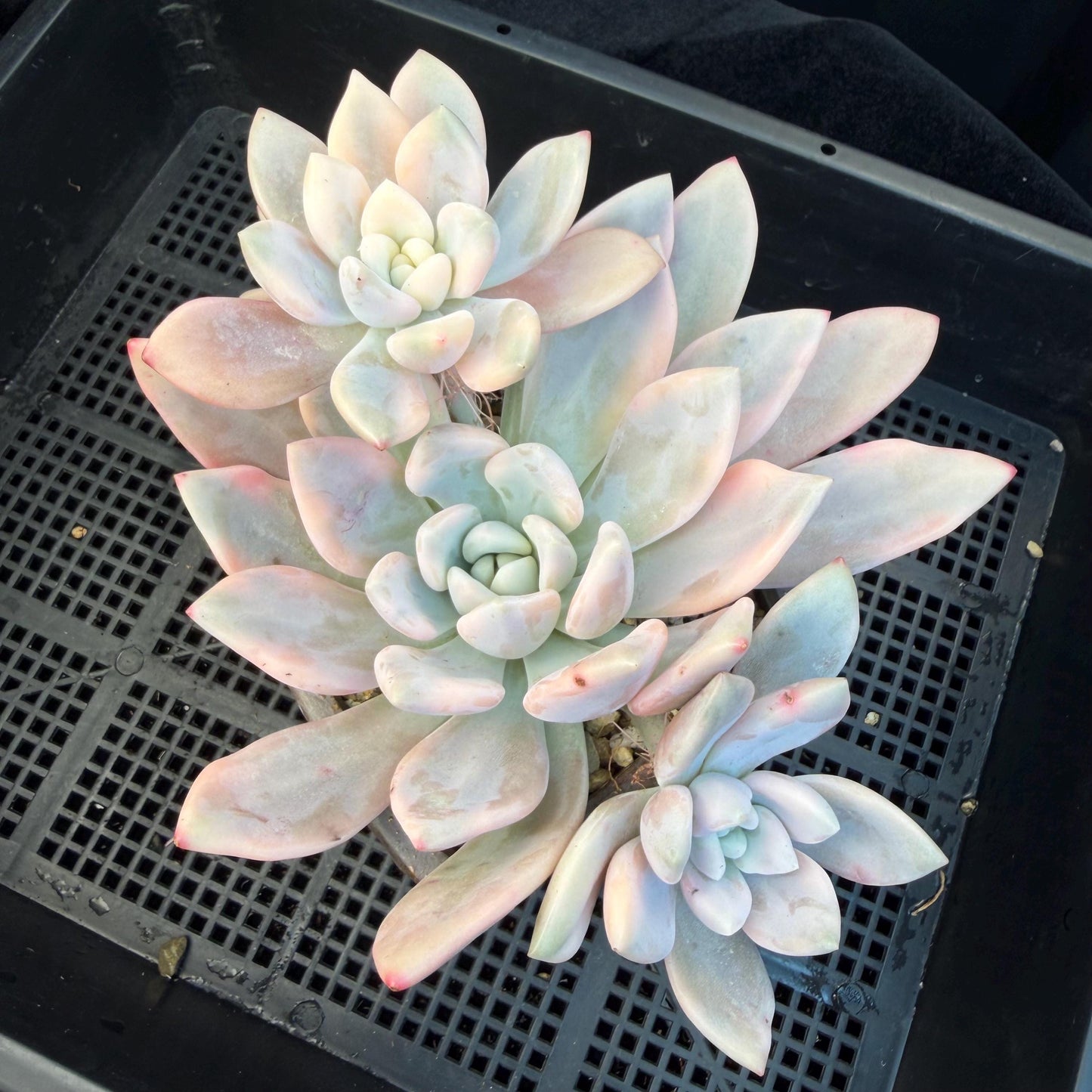 Echeveria  ‘opalina variegated’ cluster, 4heads, length 6inches,  P11