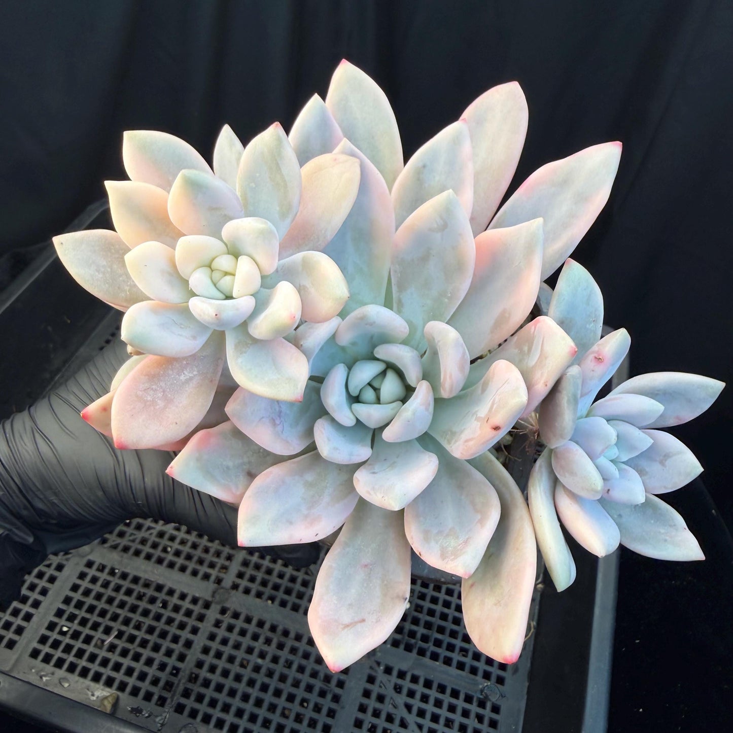 Echeveria  ‘opalina variegated’ cluster, 4heads, length 6inches,  P11