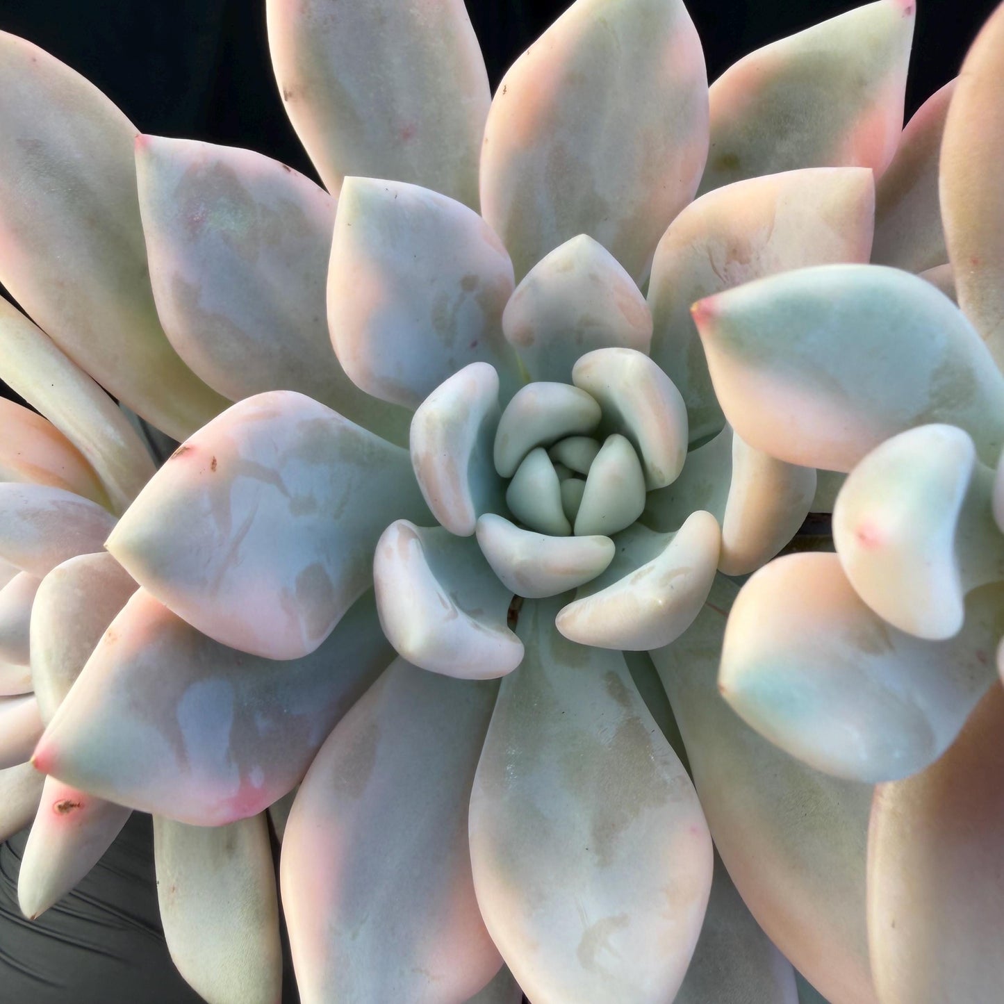Echeveria  ‘opalina variegated’ cluster, 4heads, length 6inches,  P11