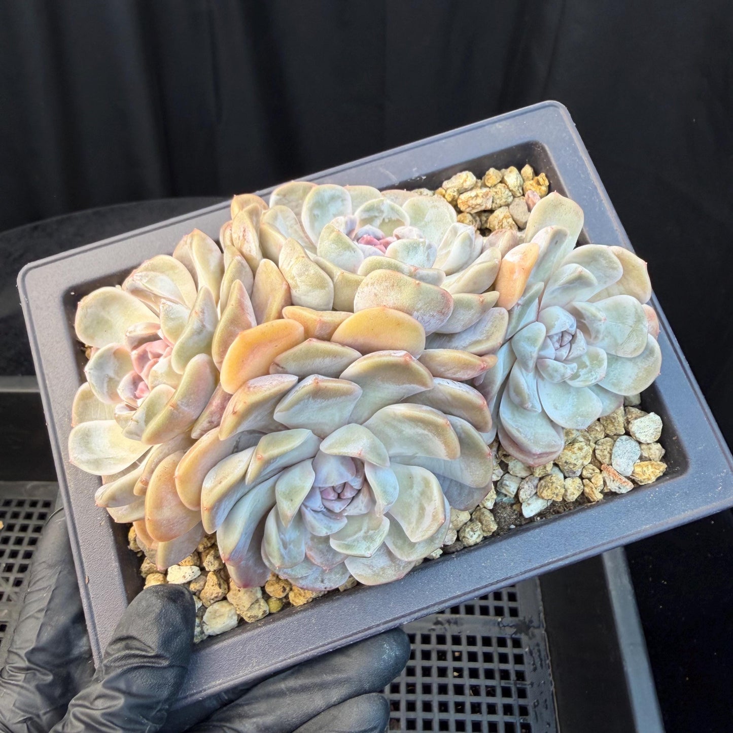 Echeveria  ‘Tynee burger cluster' , 4heads,  4.6inches , N024
