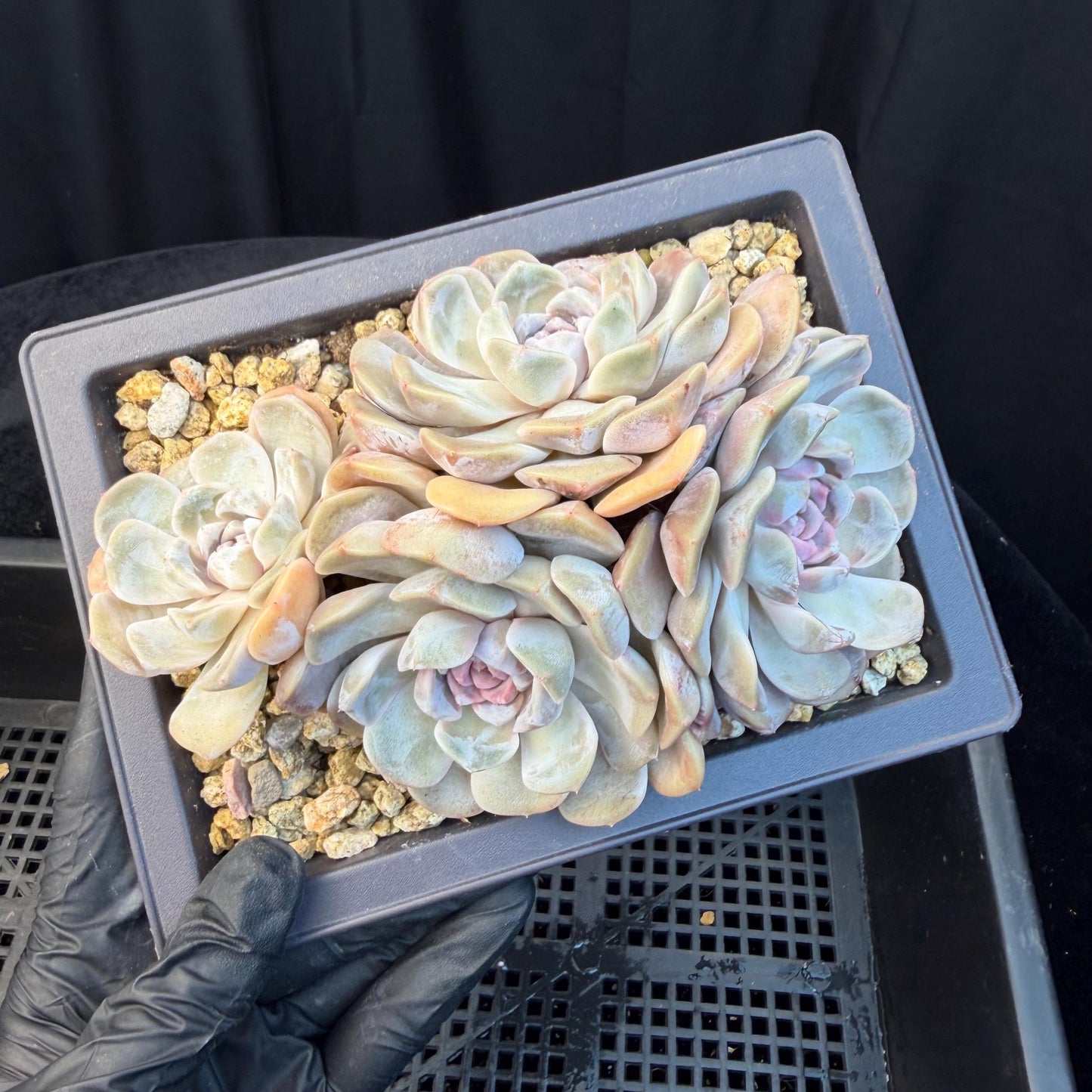 Echeveria  ‘Tynee burger cluster' , 4heads,  4.6inches , N024
