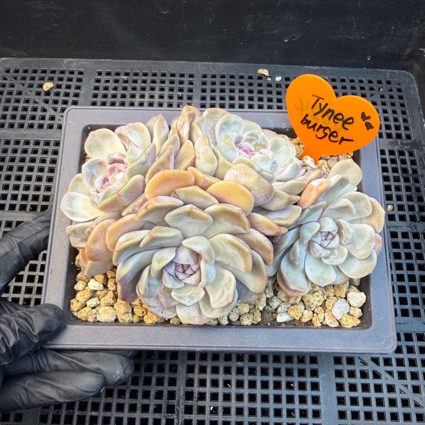 Echeveria  ‘Tynee burger cluster' , 4heads,  4.6inches , N024
